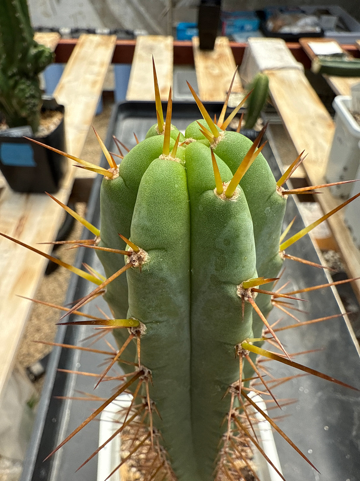 SS02 x Sharxx Blue (Rooted Plants)