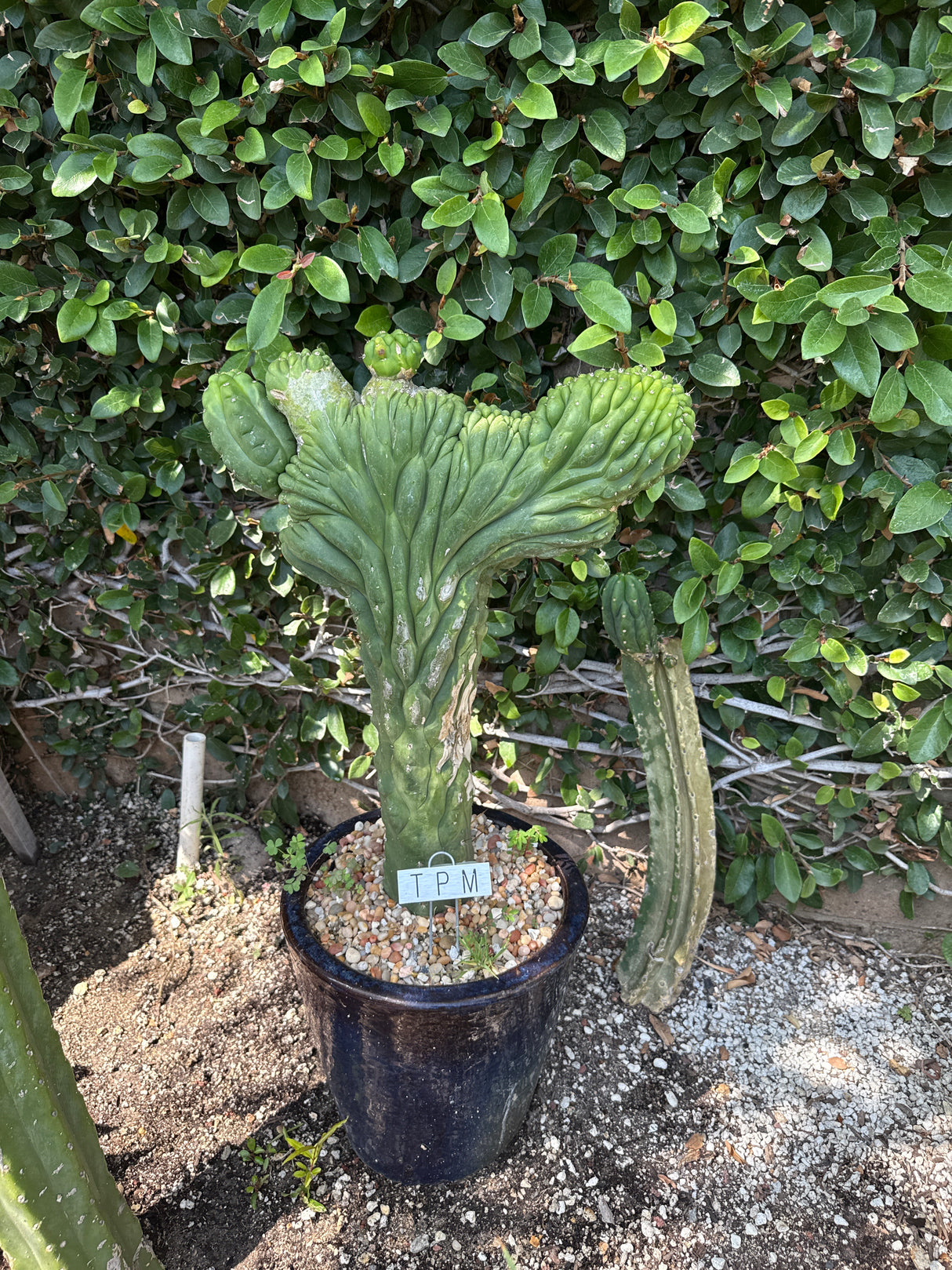 TPM x Landfill (Mermaids Tail) - (Grafted Plants)