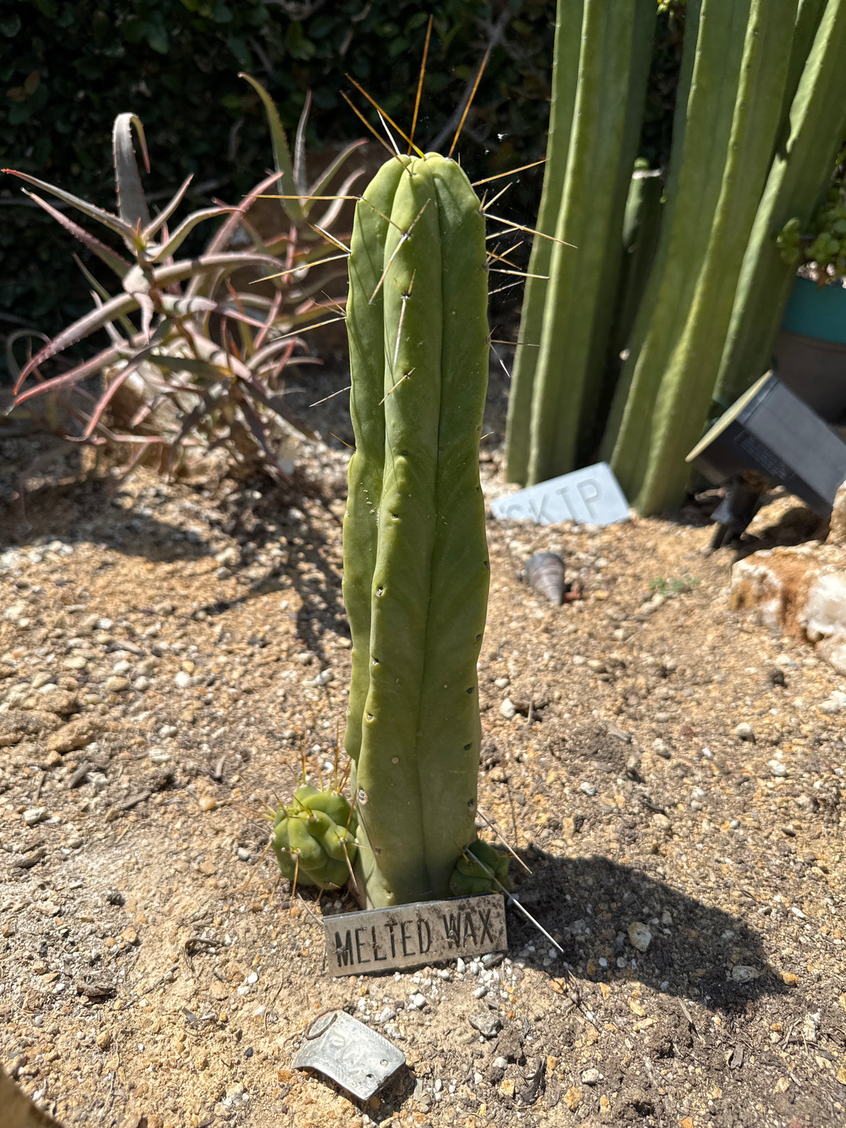 Melted Wax (Cuttings)