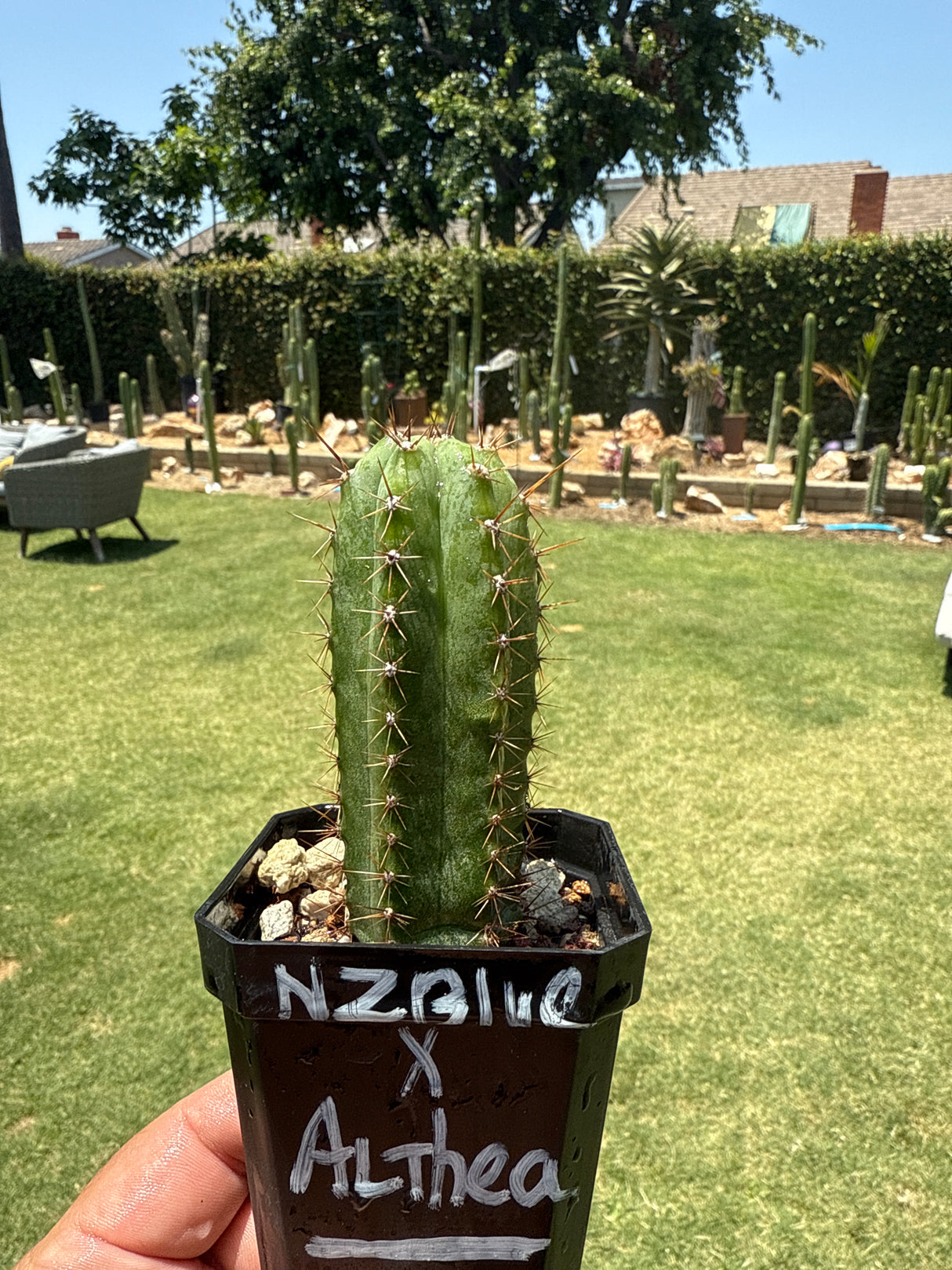 NZ Blue x Althea - (Grafted Plants)