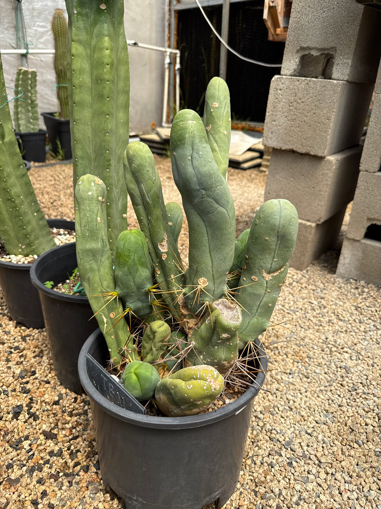 TBM A 'Long Form' - (Rooted Plants)