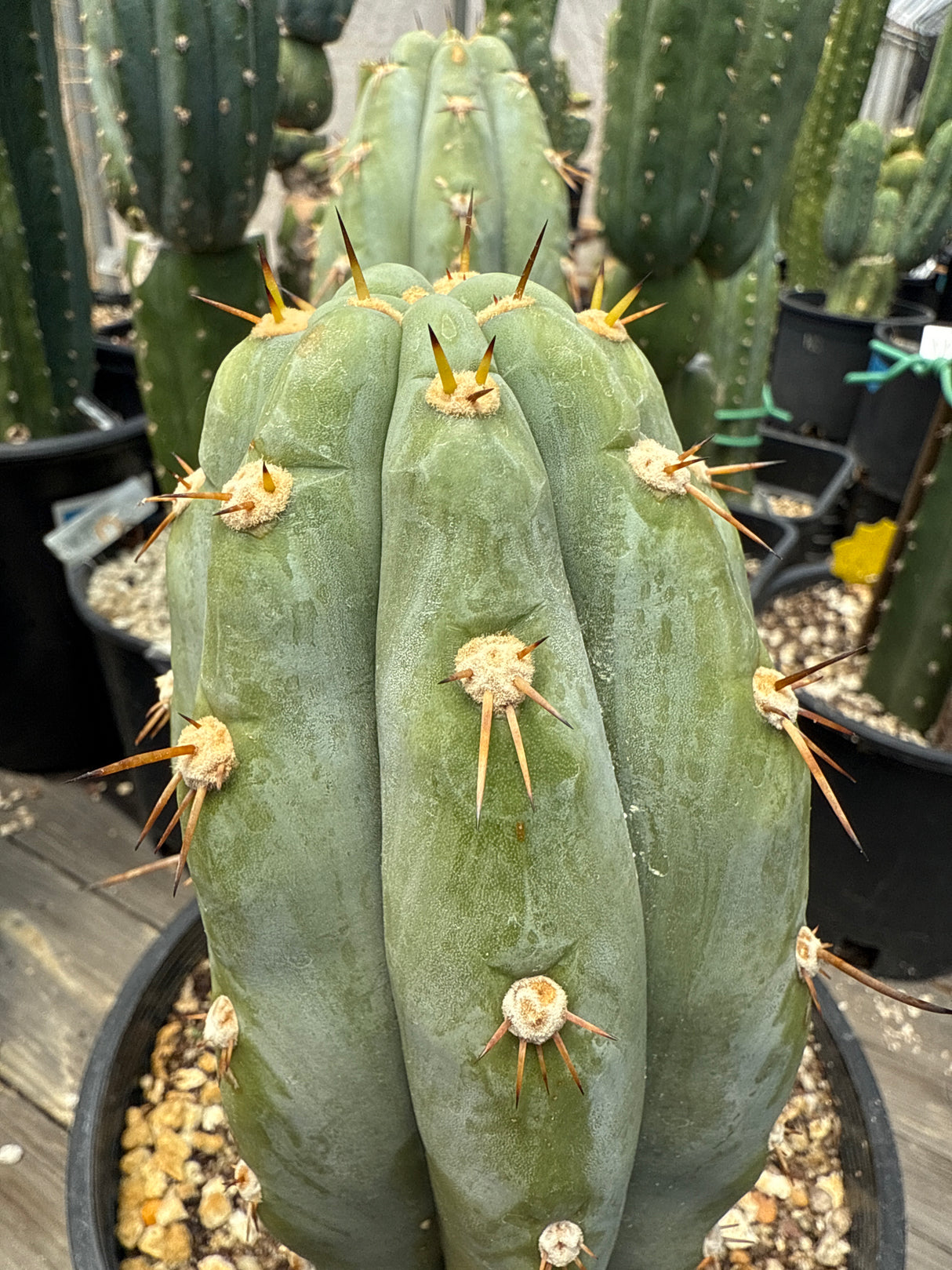 Rosei # 1 (Rooted Plants)