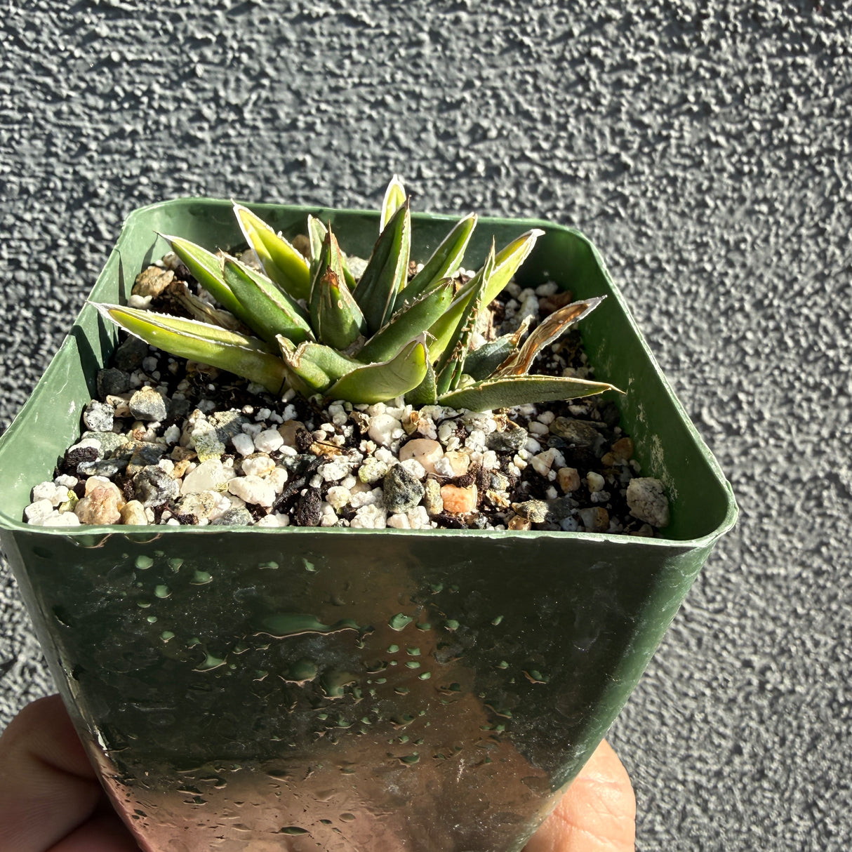 AGAVE VICTORIA REGINAE