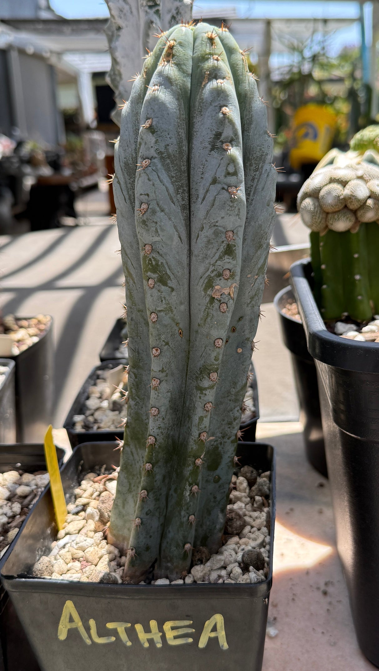 ALTHEA CLONE - Columnar Cactus Clone