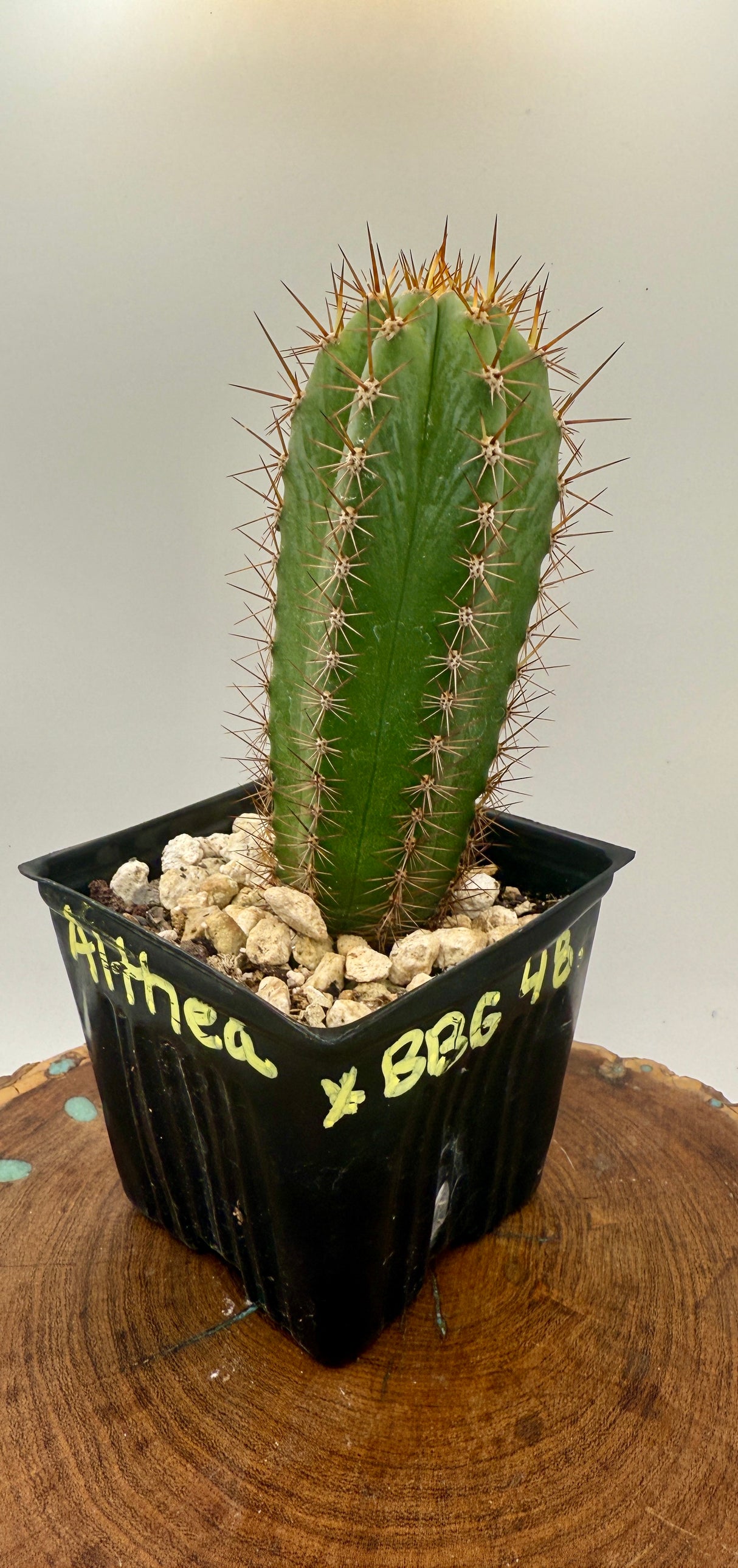 Althea x BBG 48.1540