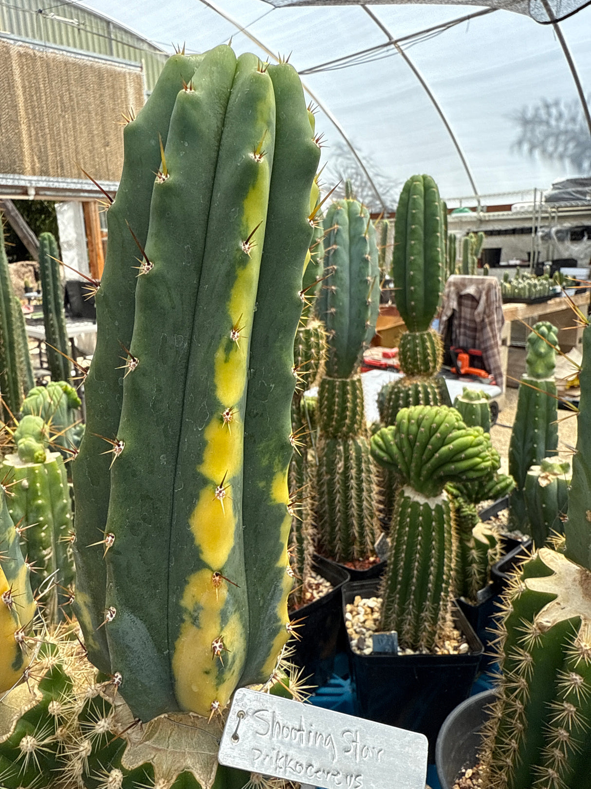 Shooting Star VRG (Grafts)