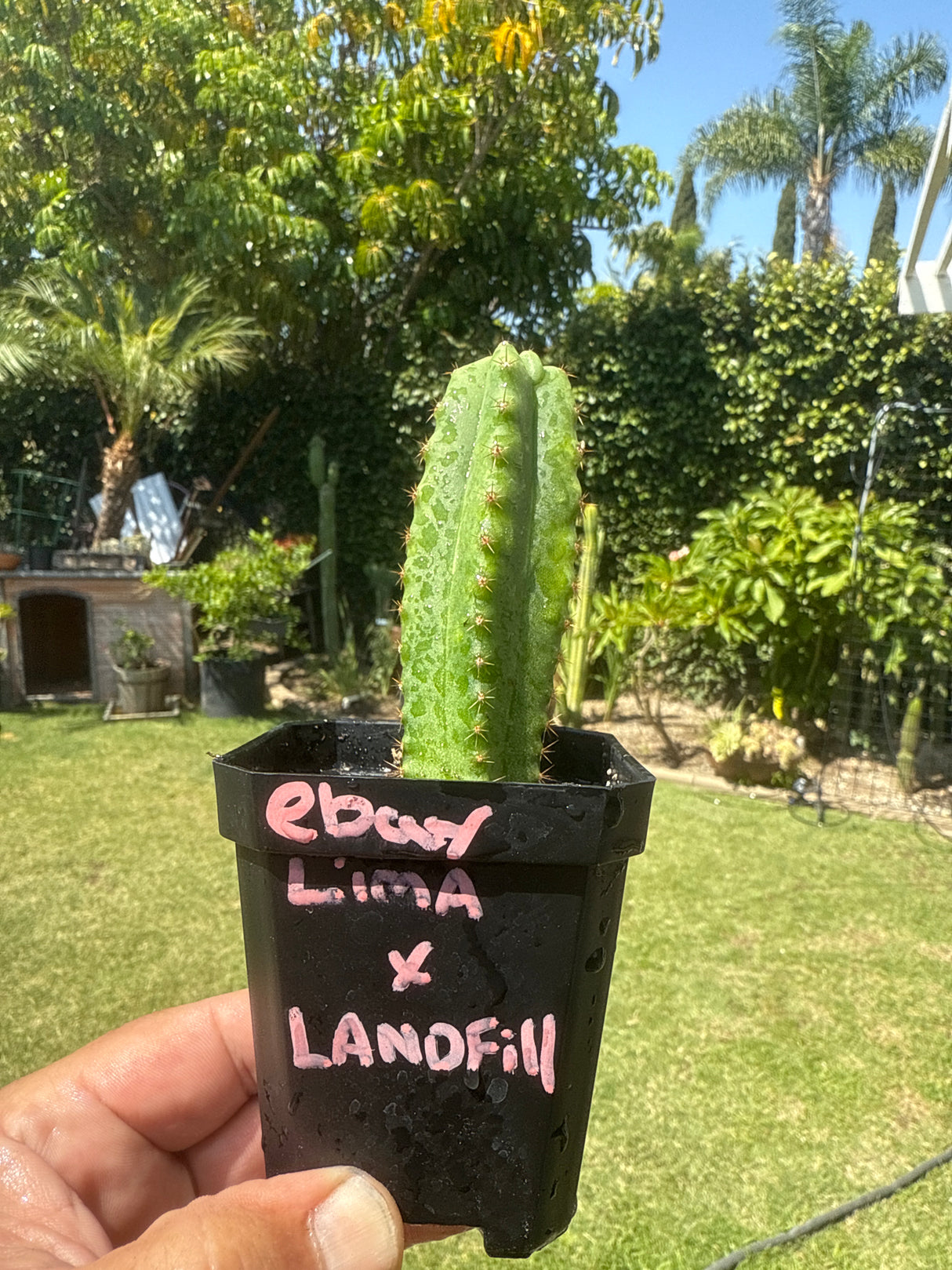 eBay Lima x Landfill