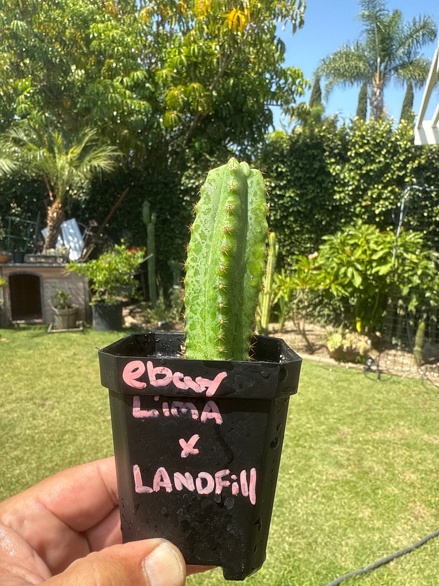 eBay Lima x Landfill