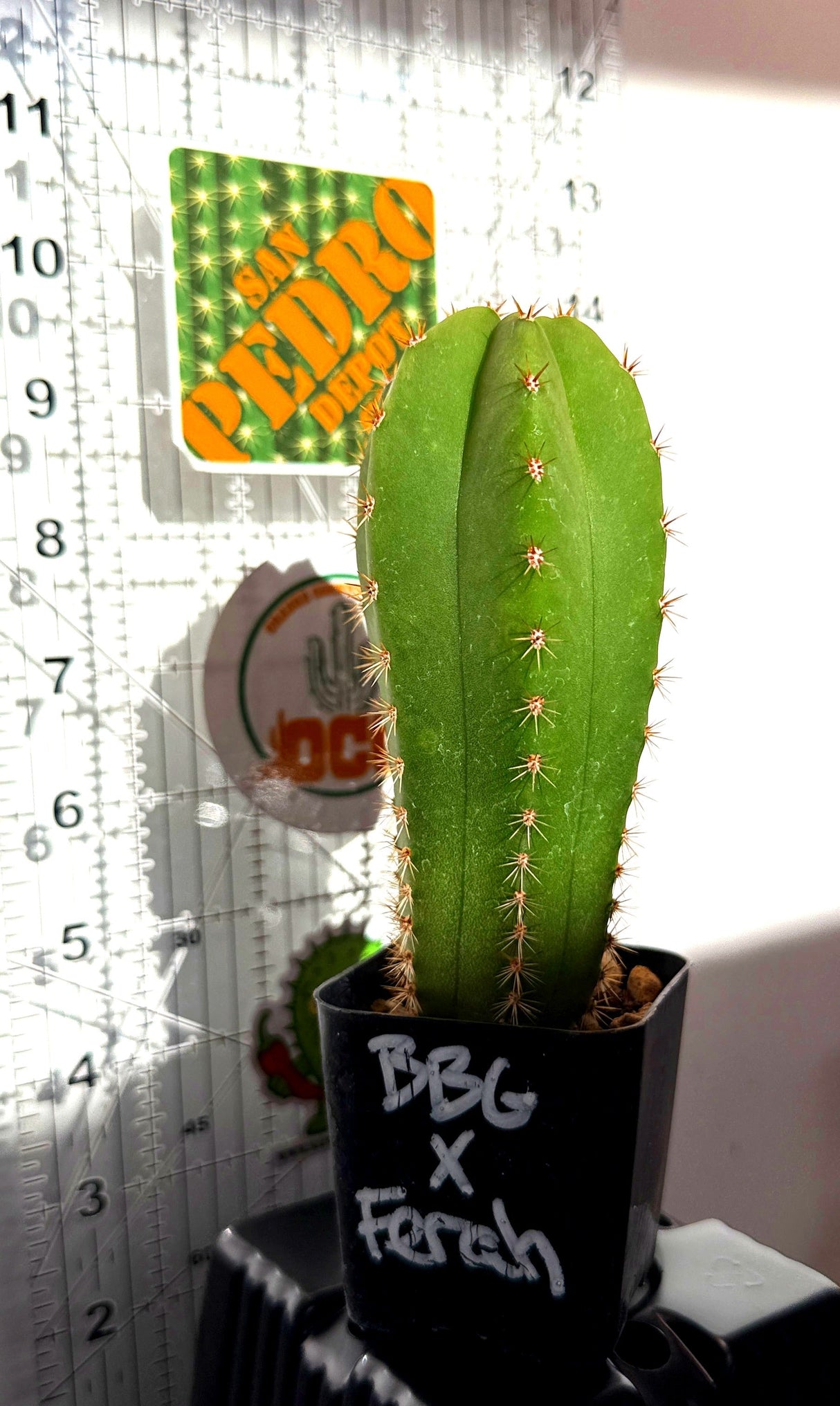 BBG 48.1540 x FERAH - Columnar Cactus Hybrid