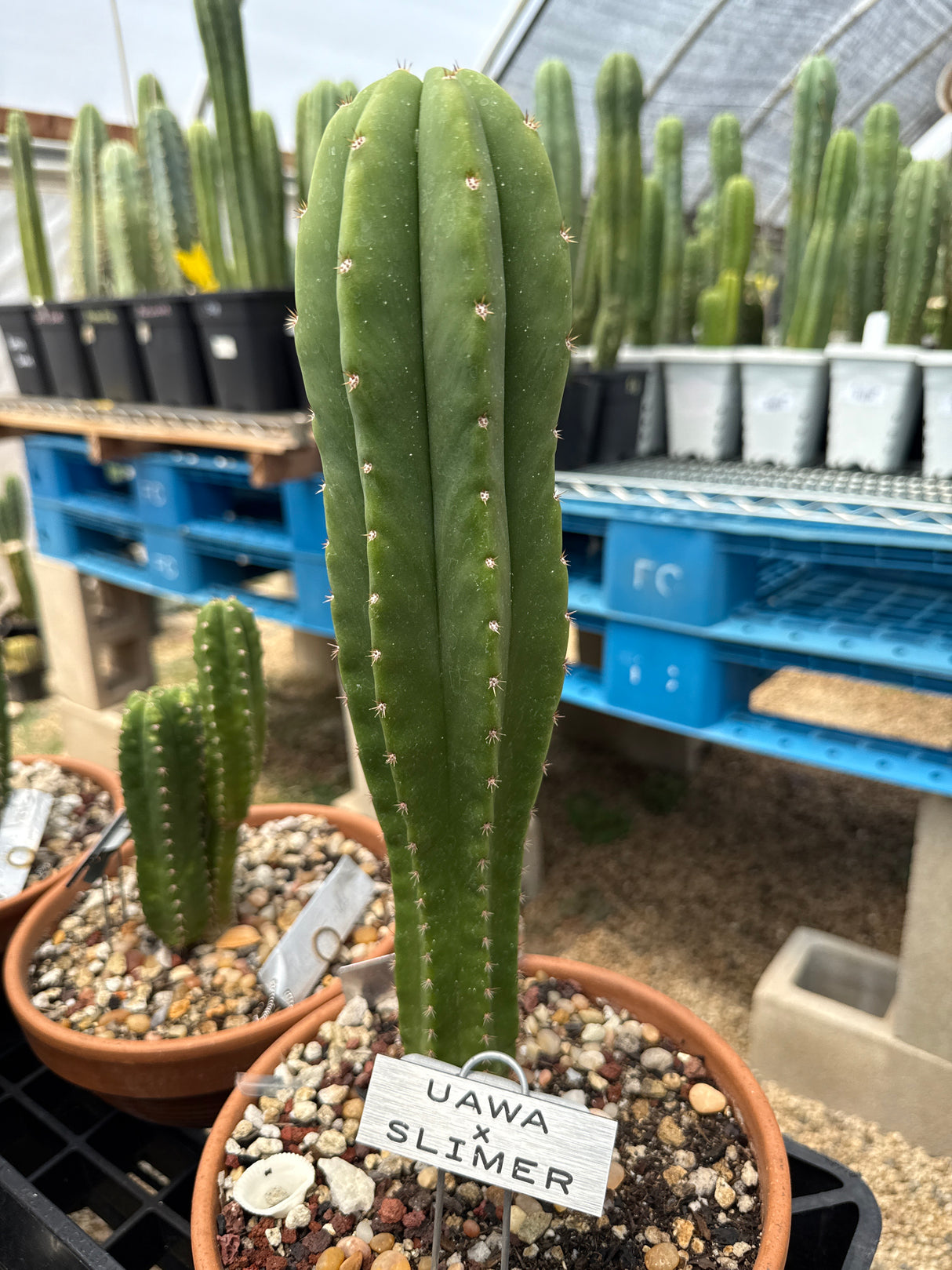 Uawa x Slimer (Rooted Plants)