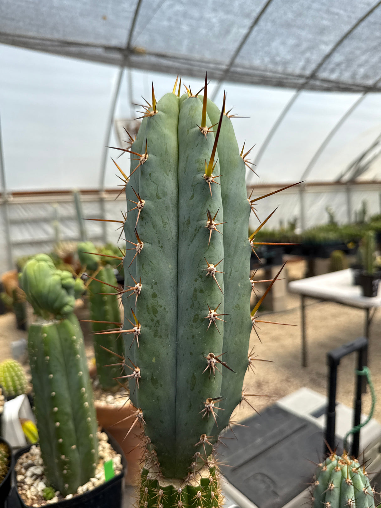 Sharxx Blue x Lora Jean - (Cuttings)