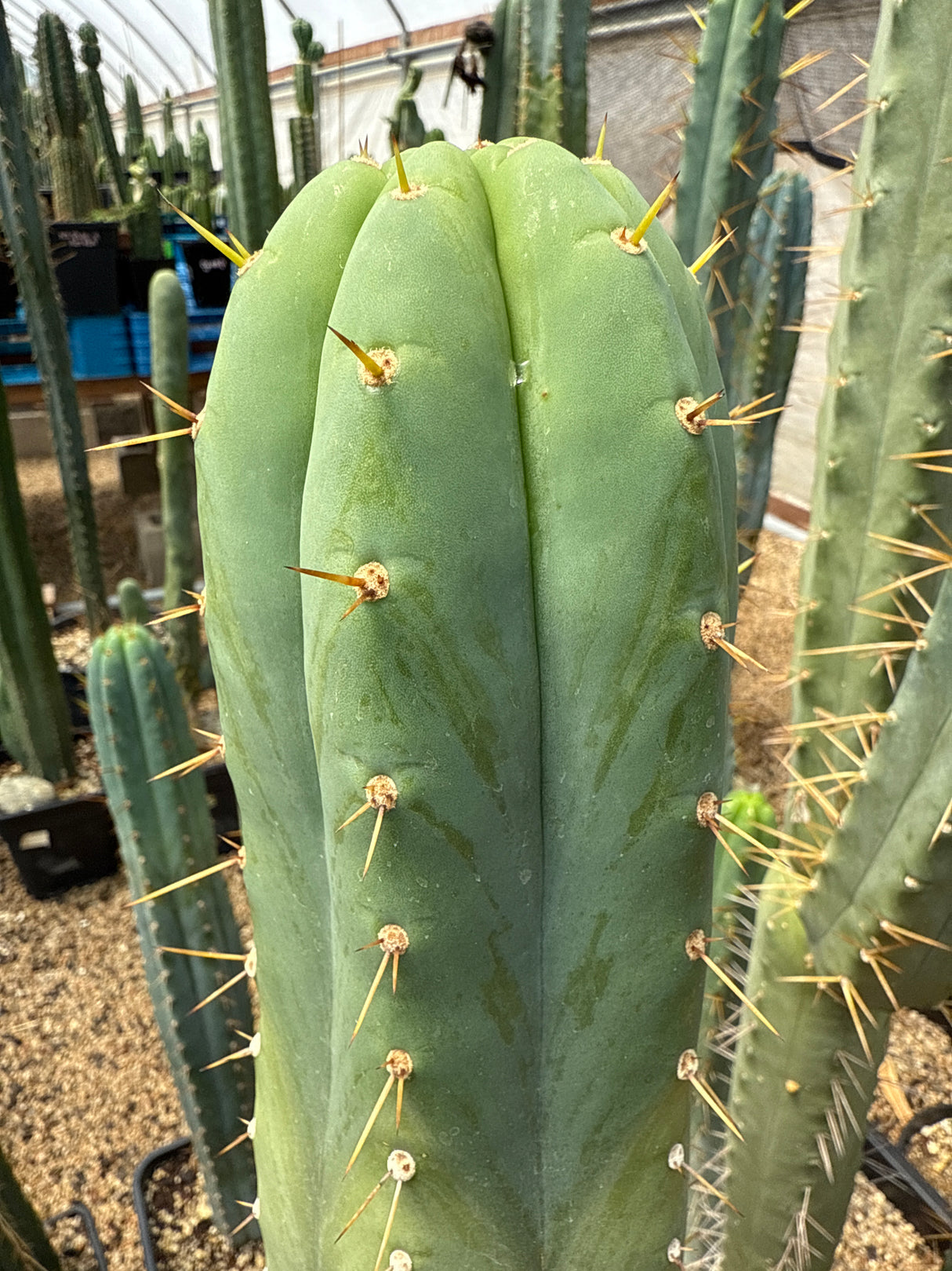 Hutchison 1597 (Grafts)