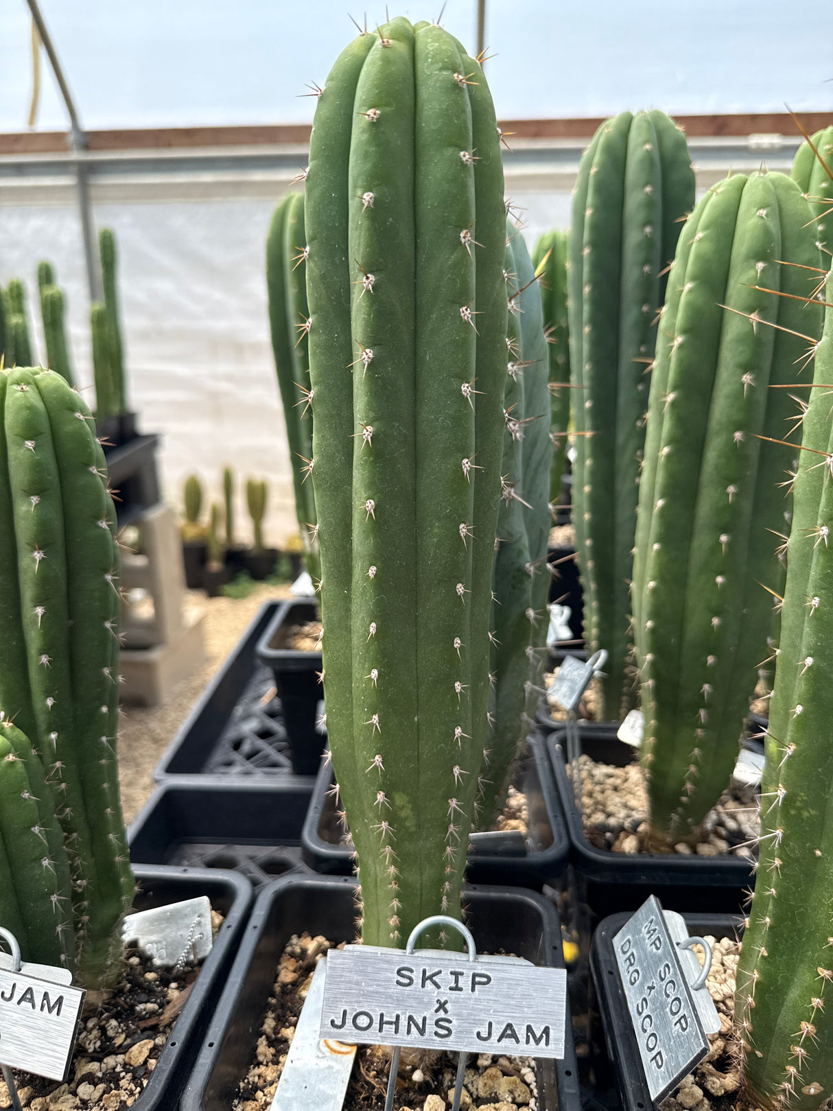 Skip x John Jamon (Rooted Plants)