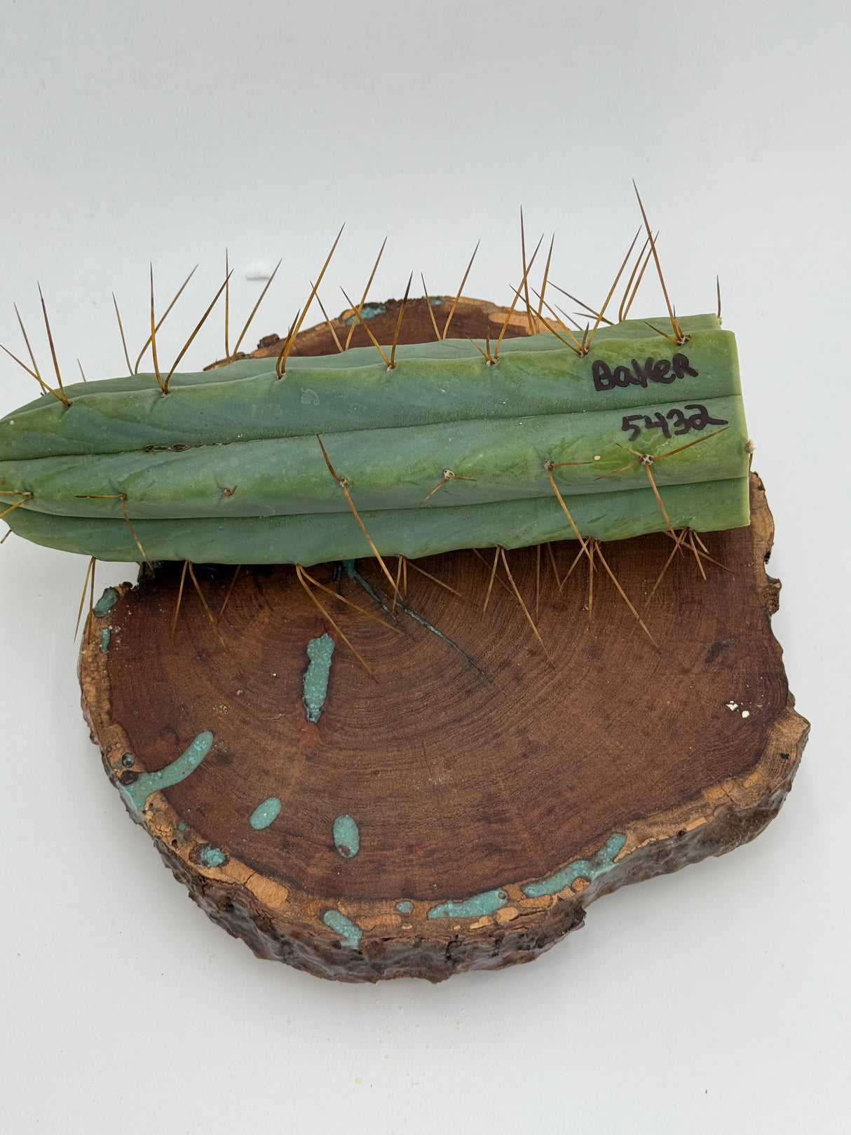 Baker 5452 (Cuttings)