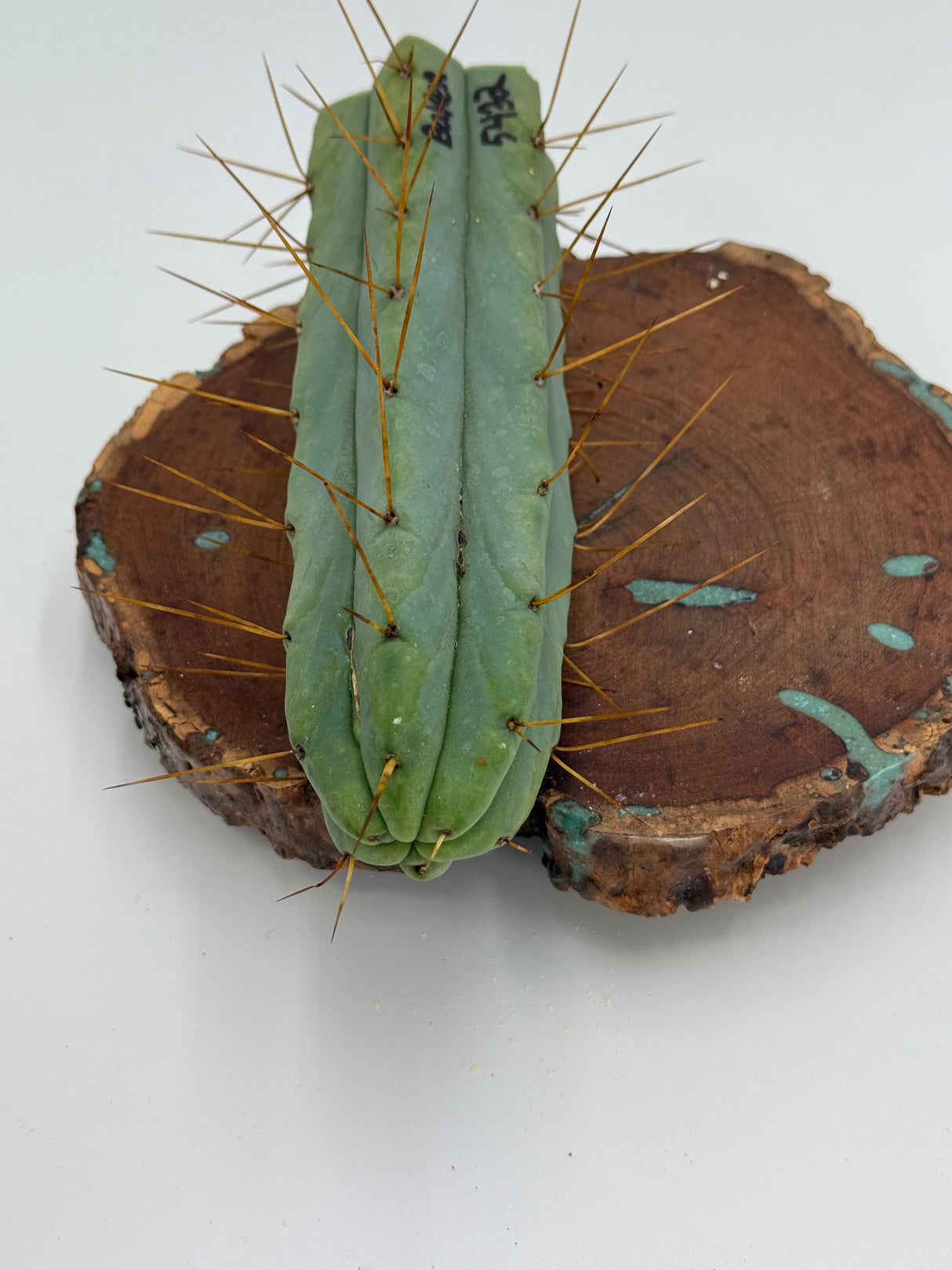 Baker 5452 (Cuttings)