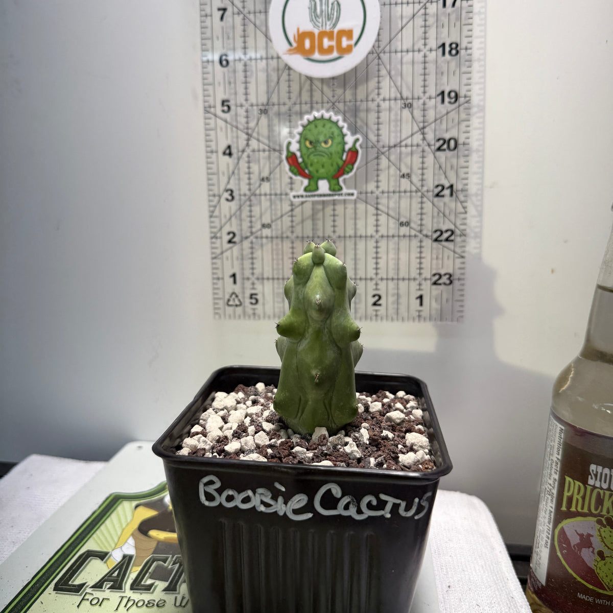 Myrtillocactus Geometrizans 'Fukurokuryuzinboku' - Boobie Cactus