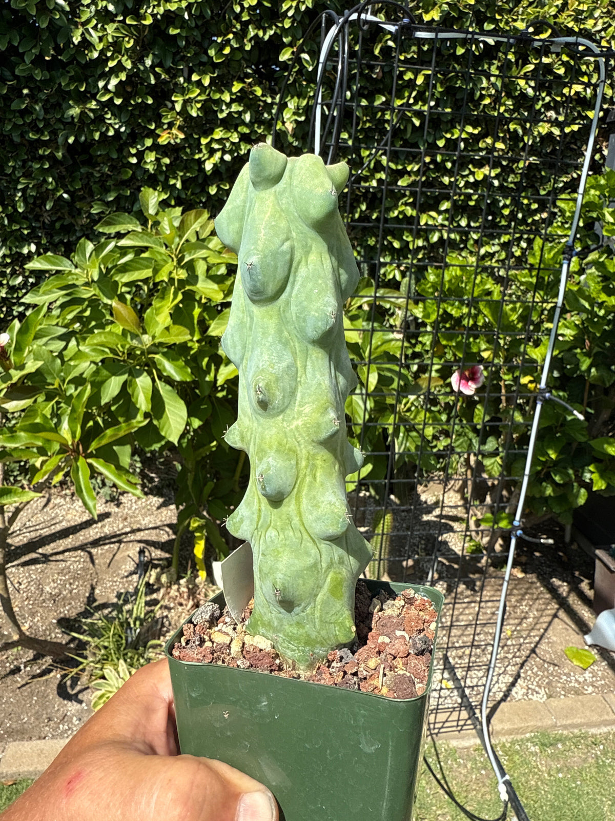 Myrtillocactus Geometrizans 'Fukurokuryuzinboku' - Boobie Cactus
