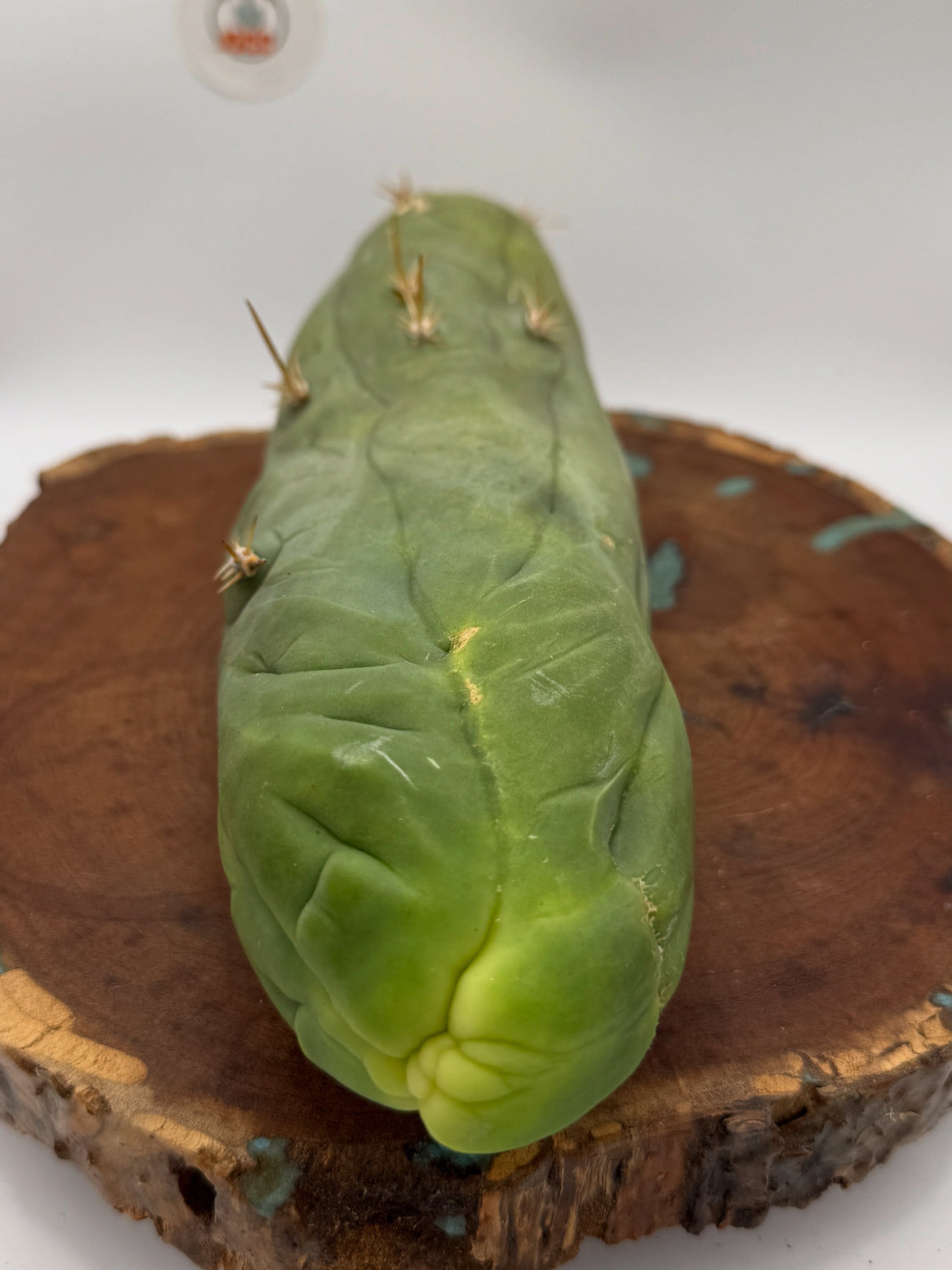 Bruce's Dragon- Columnar Cactus Clone