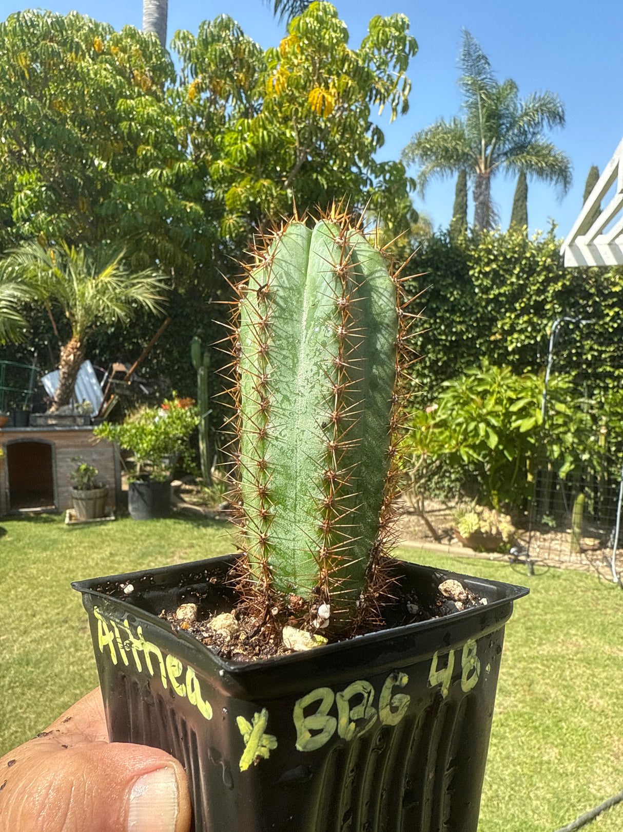 Althea x BBG 48.1540