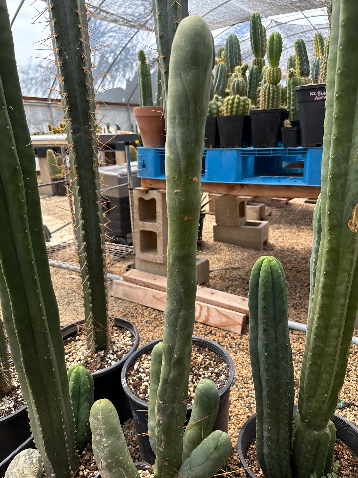 TBM A 'Long Form' - (Rooted Plants)