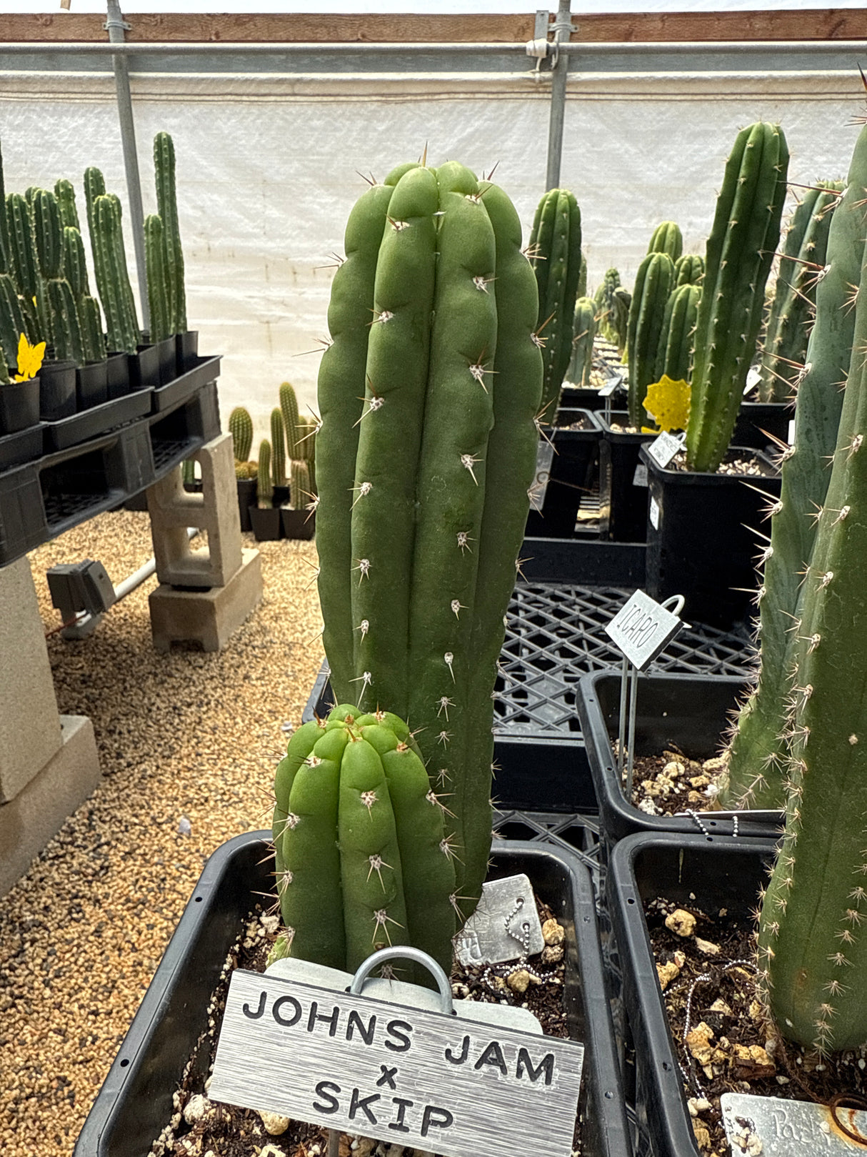 John's Jamon x Skip (Rooted Plants)