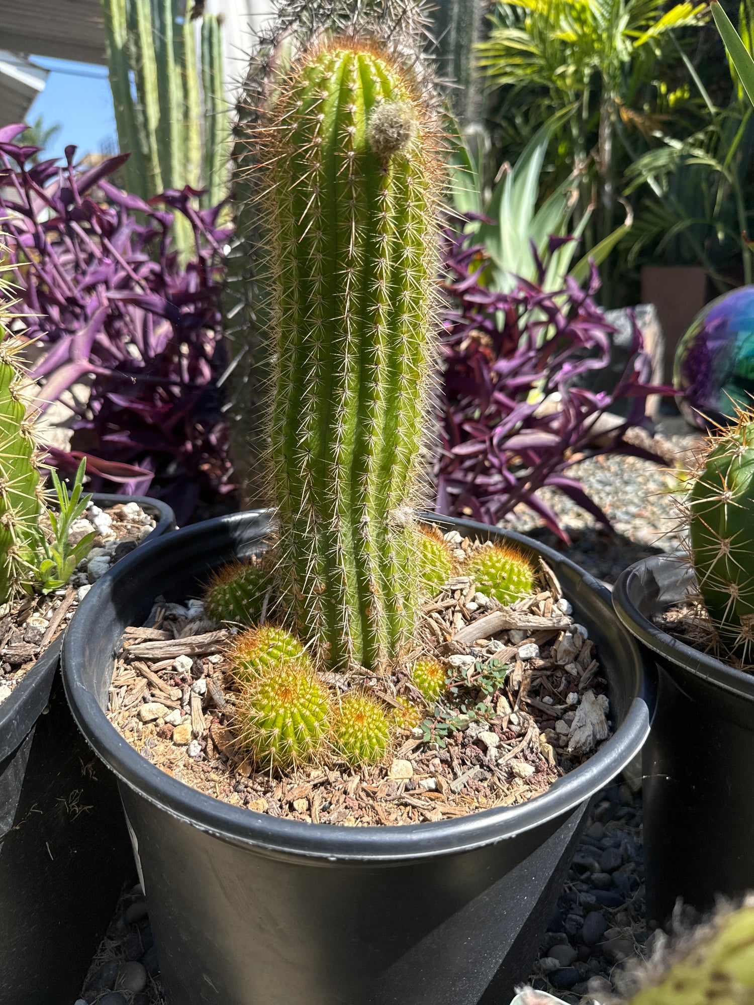 Grandiflora (Rooted Plants)