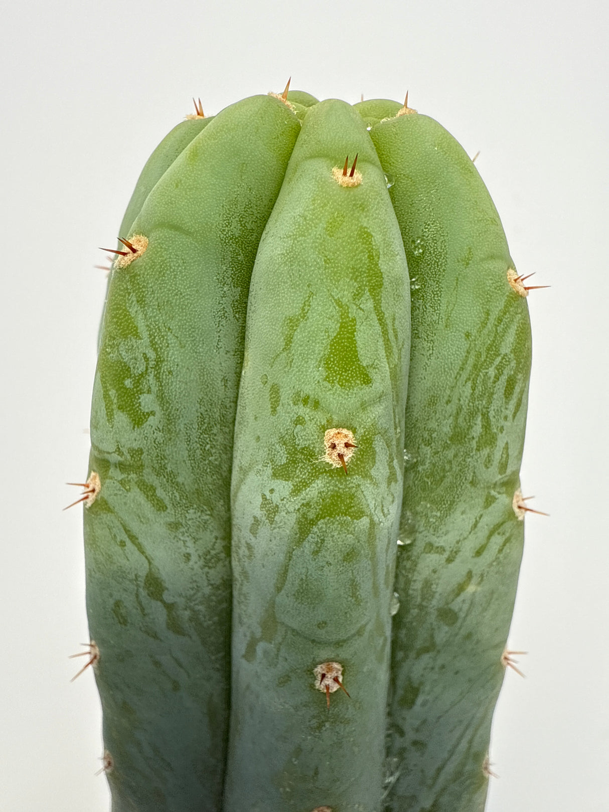 Maipu (Rooted Plants)