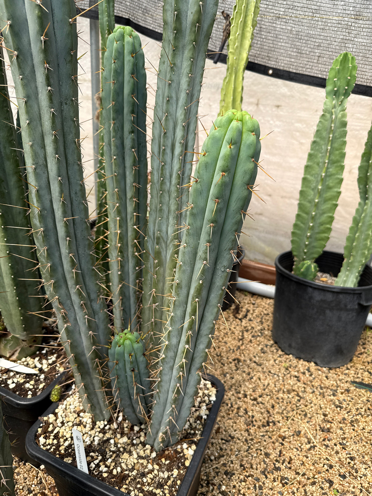 Oceanside '02 (Rooted Plants)