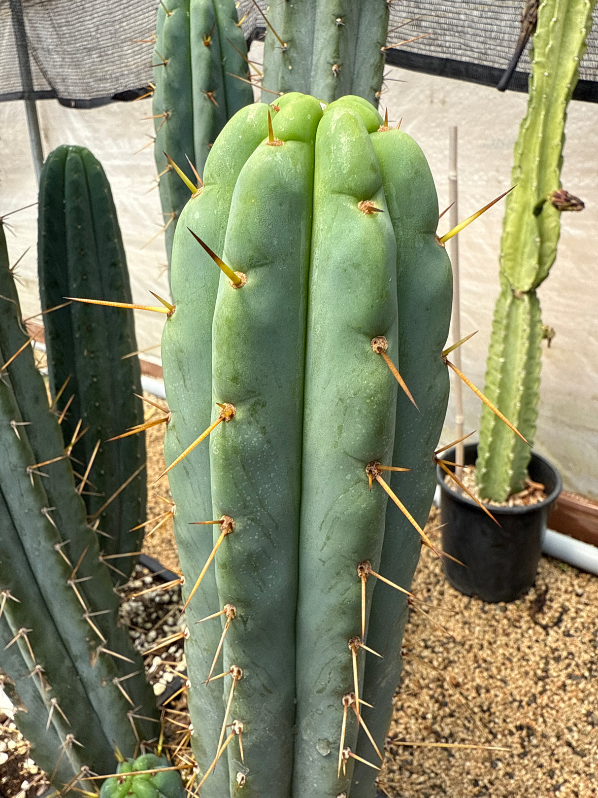 Oceanside '02 (Rooted Plants)