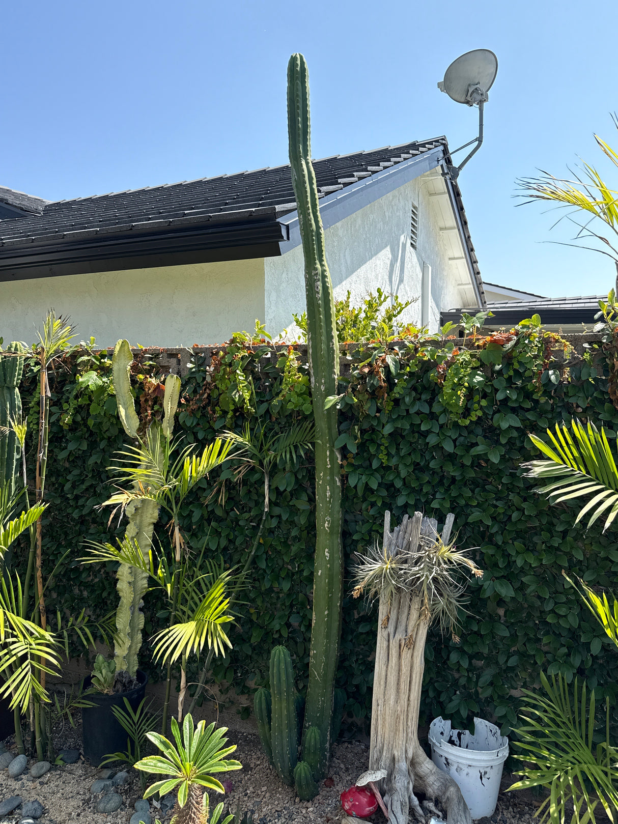 Cactus Kate '94 (Rooted Plants)