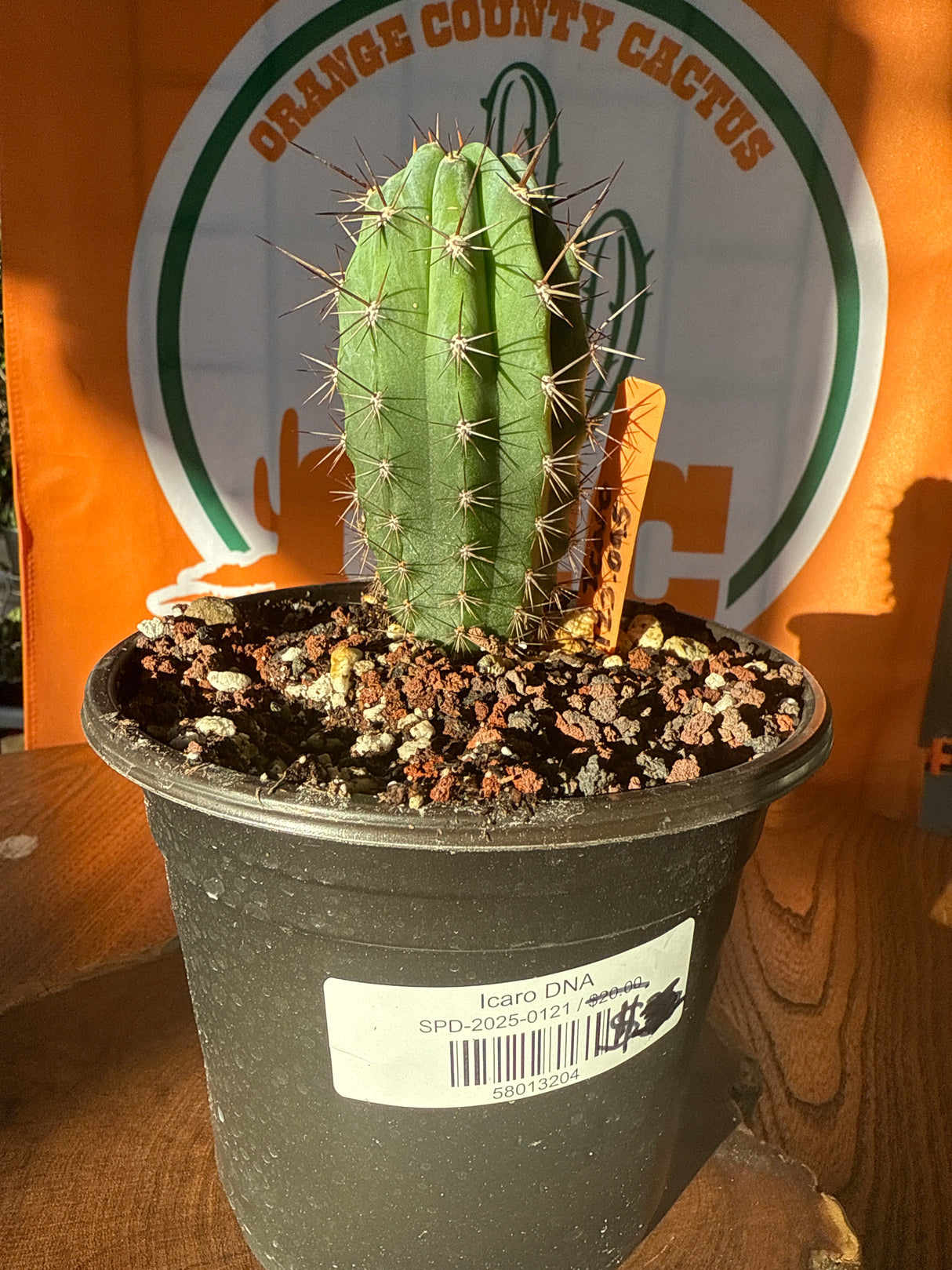 Icaros DNA 1123.095