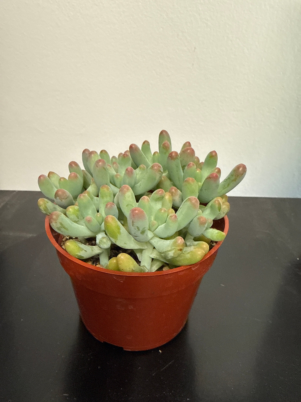 Sedum rubrotinctum – Jelly Bean Plant / Pork and Beans