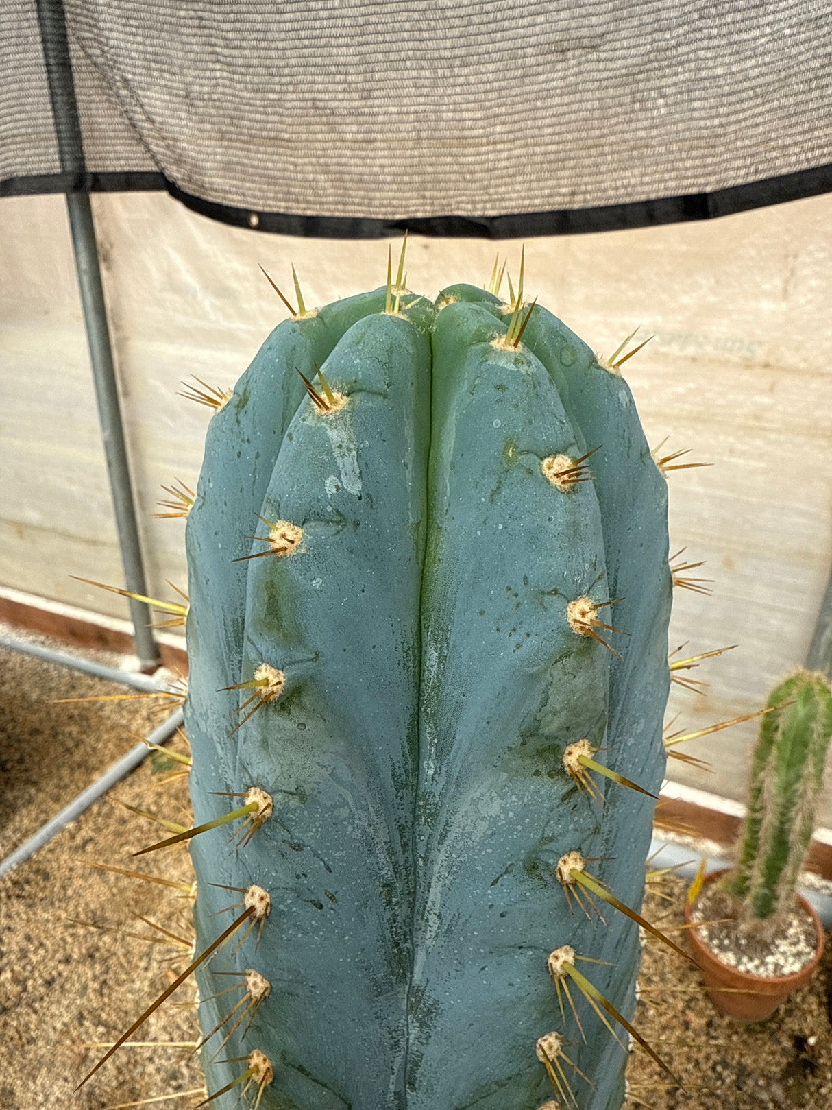 Cactus Corral Argentinensis (Cuttings)