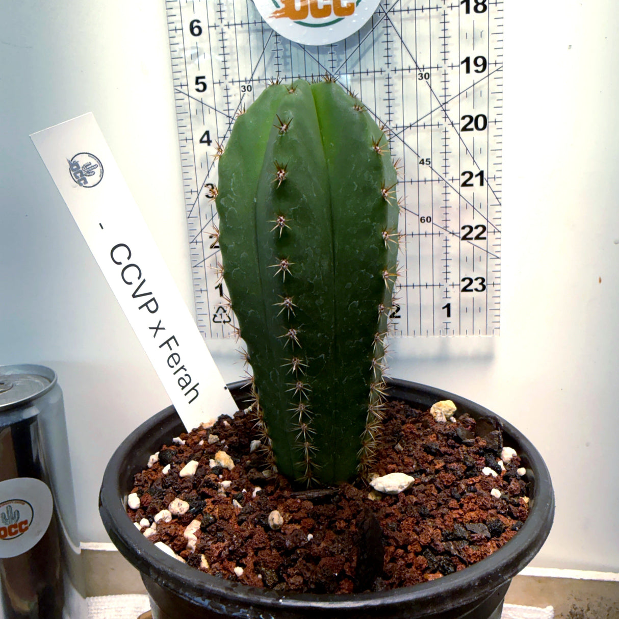 CCVP x FERAH - Columnar Cactus Hybrid
