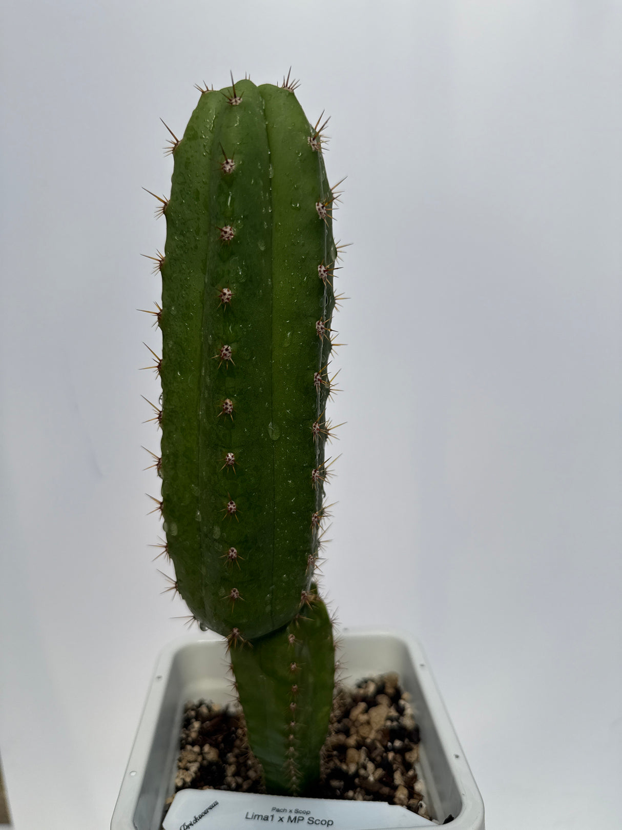 Lima 1 (MT08) x MP Scop (Rooted Plants)