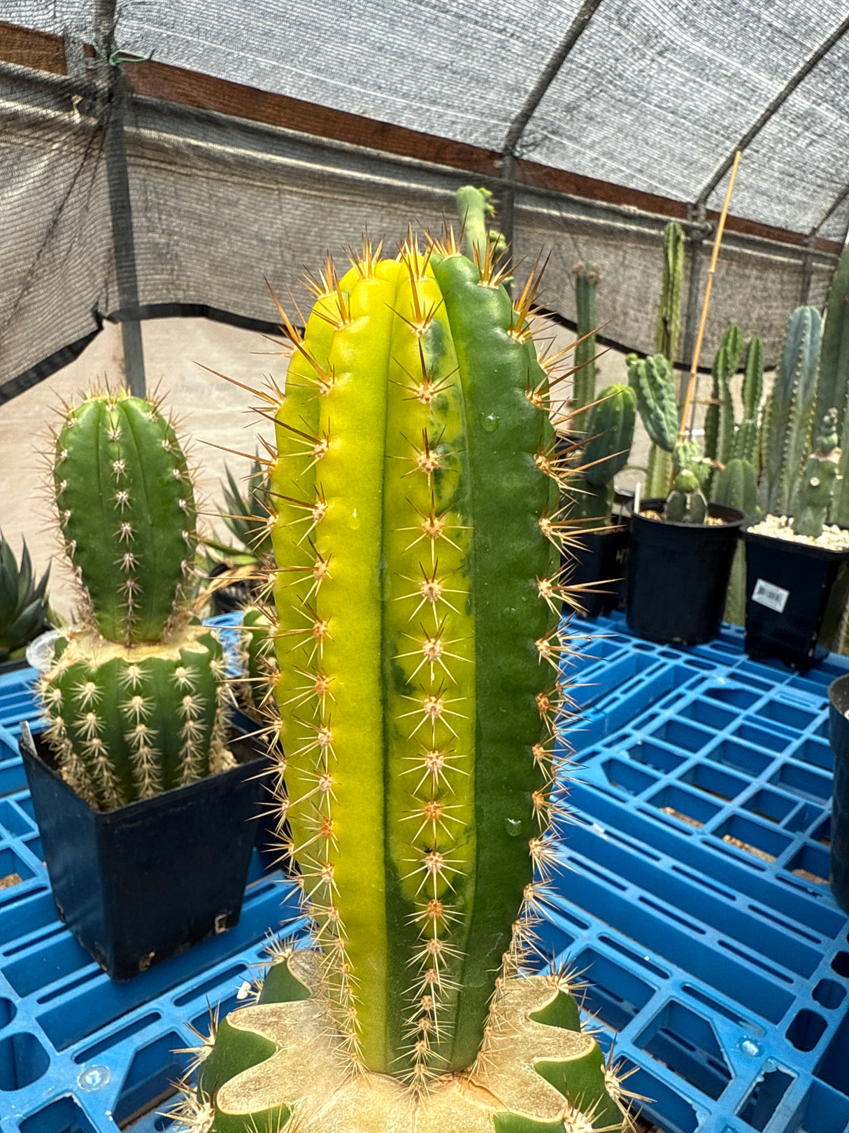 Colossus x VRG (Grafts)