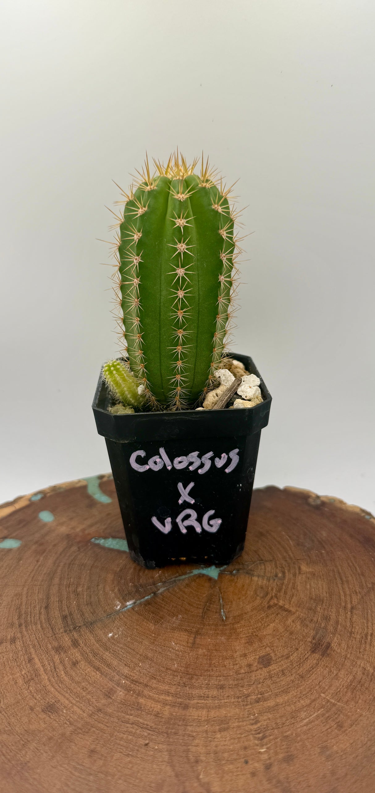 Colossus x VRG (Grafts)