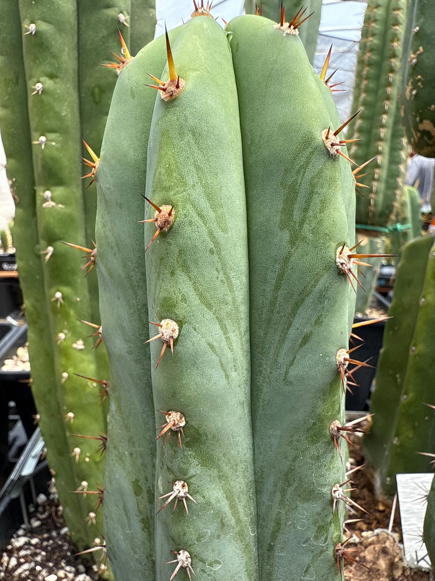 Kimnach (Grafts)