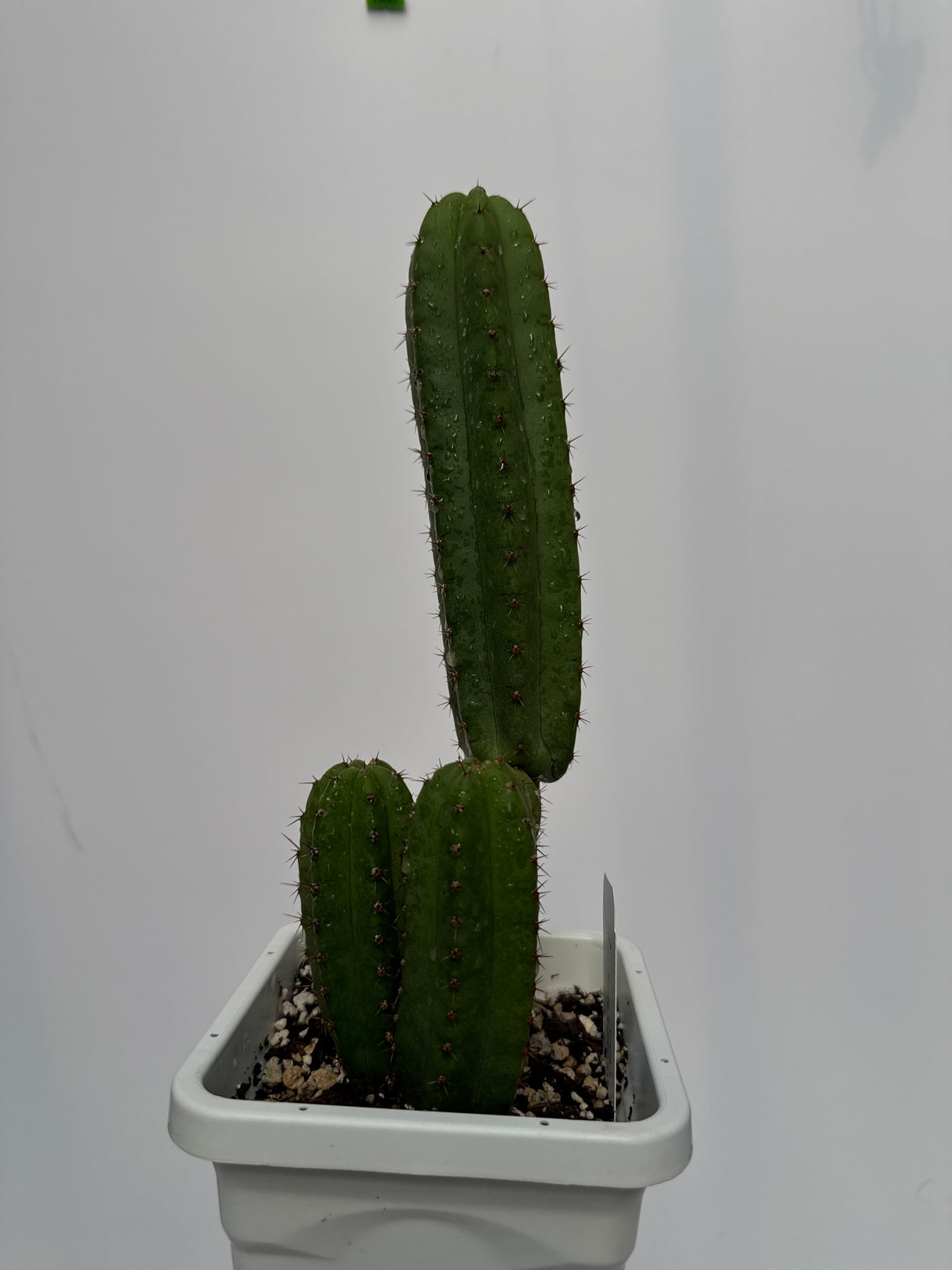 Pierre x John's Jamon