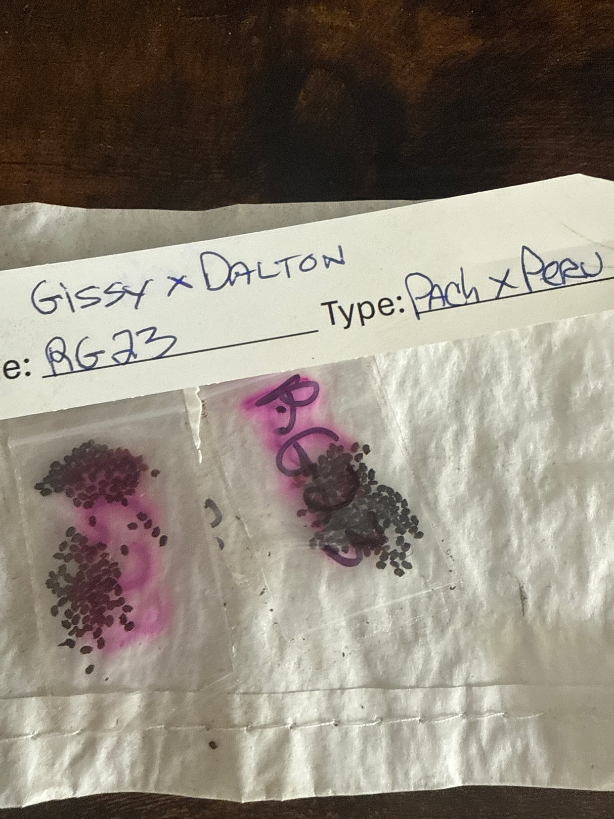 Gissy x Dalton (100 Seeds)
