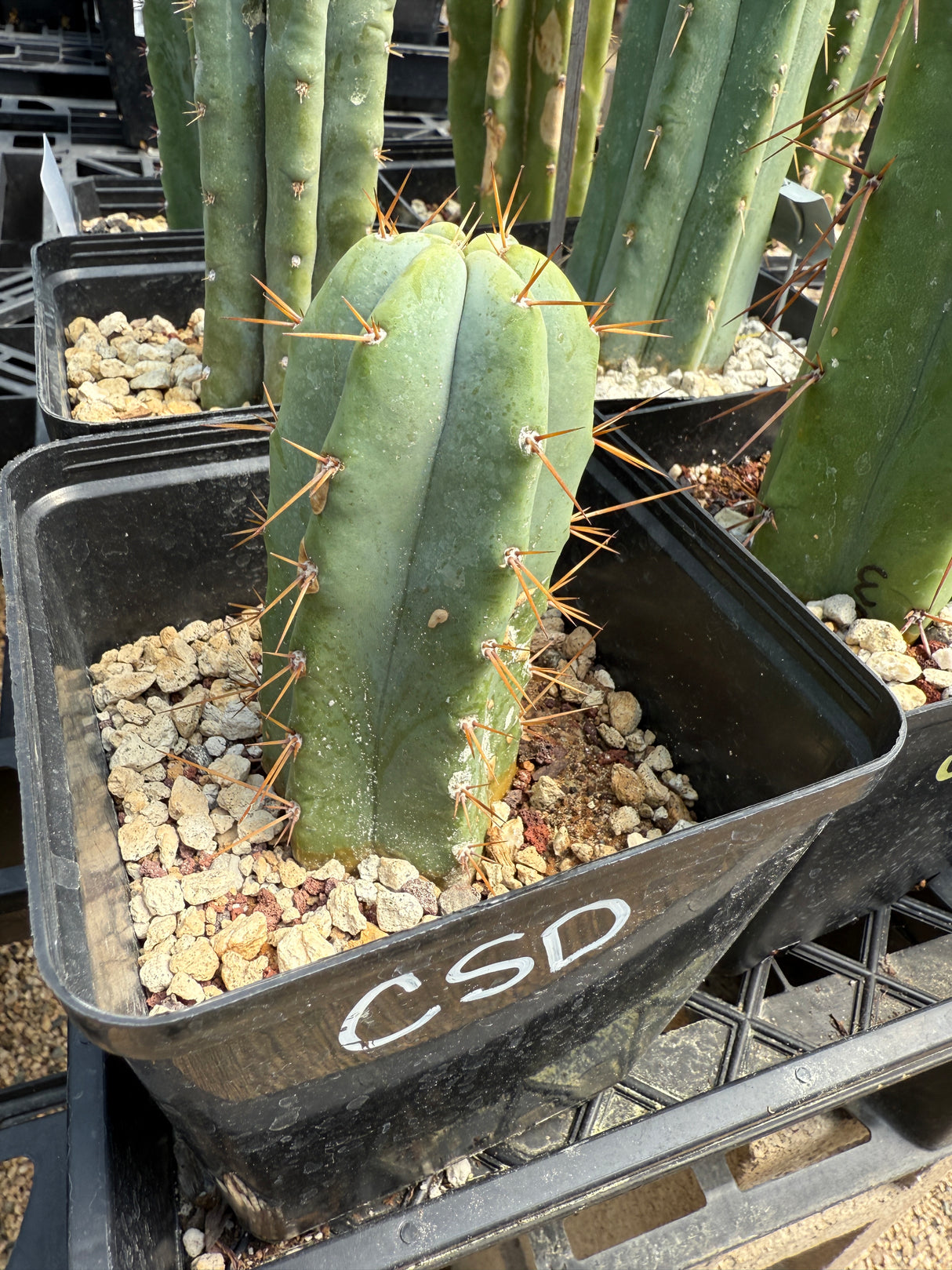 CSD 'Chemical Shamans Dick' (Rooted Plants)