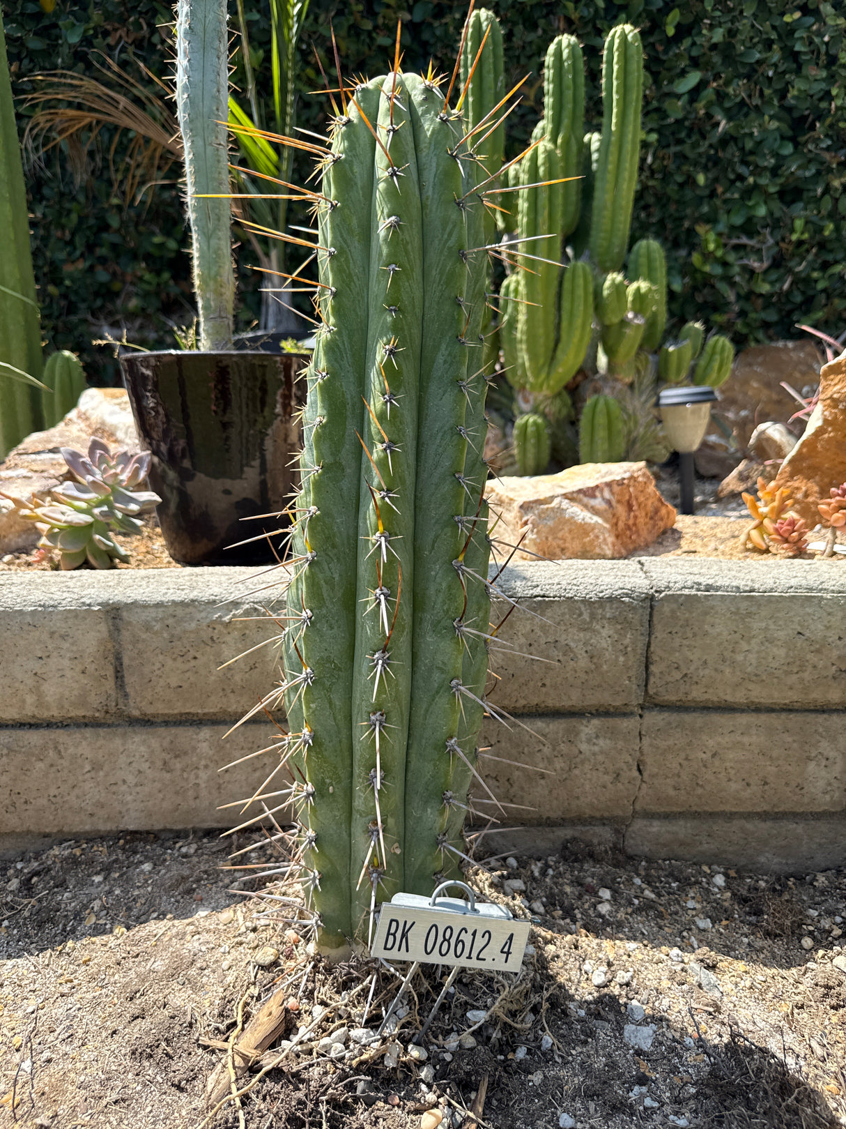 BK 08612.4 (Cuttings)