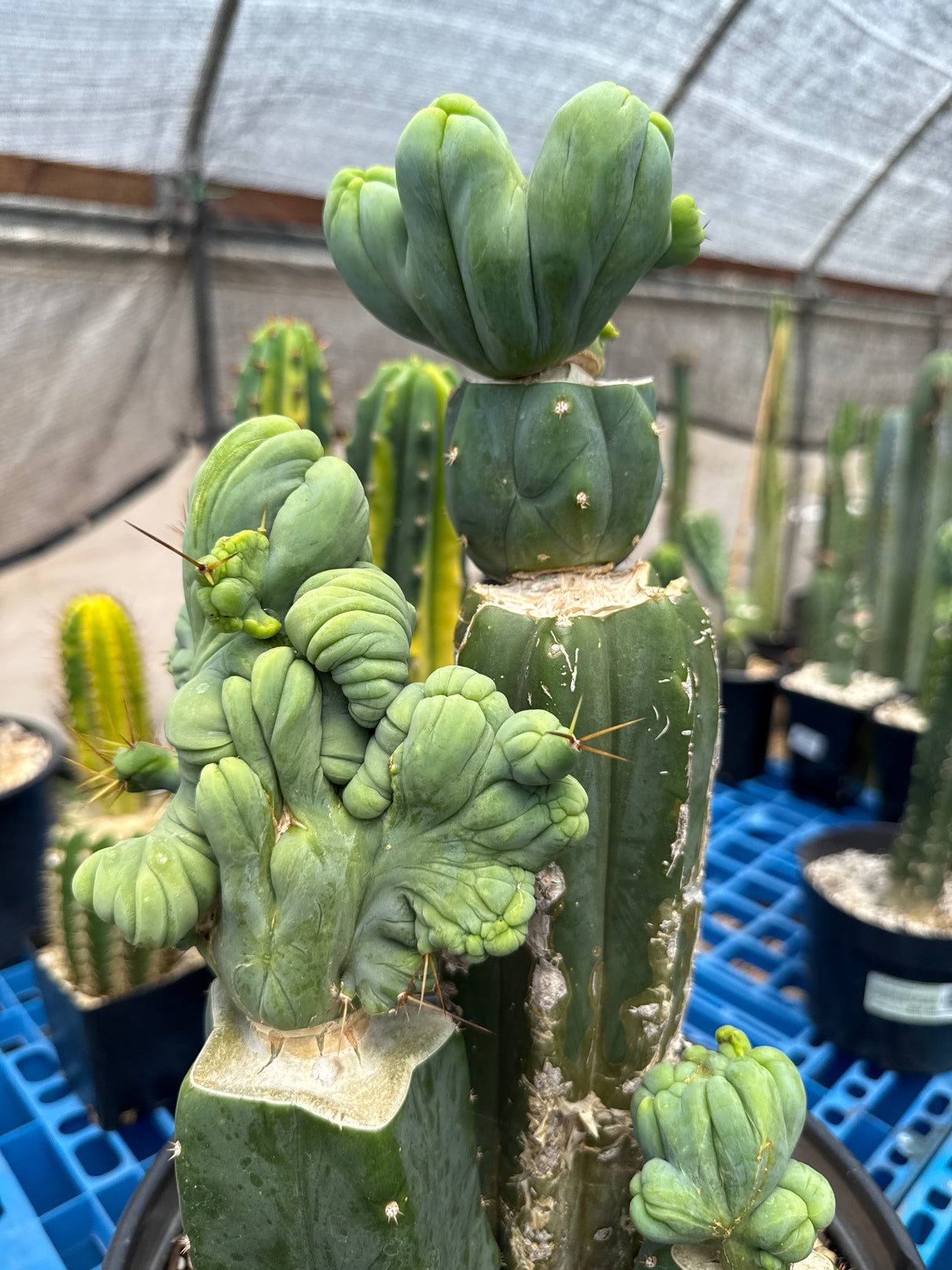 TBM C (Grafted Plants)