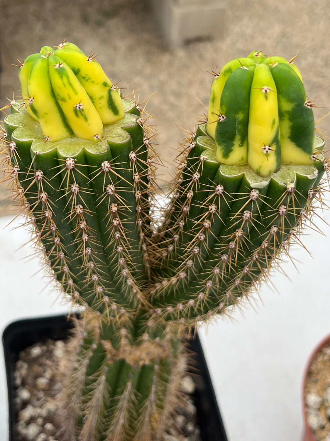 Dr. Funkenstein (Grafted Plants)