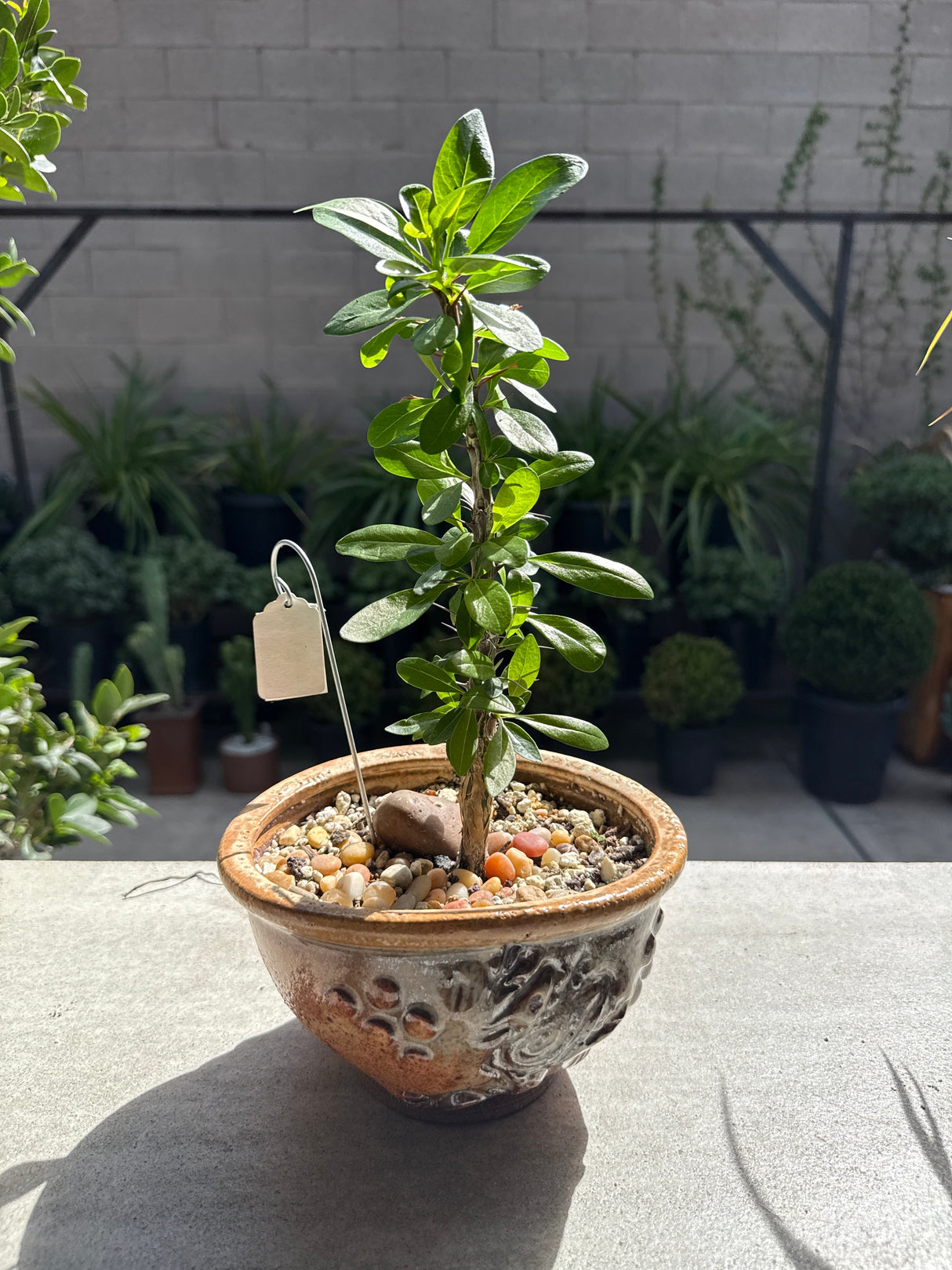 Fouquieria macdougalii – Mexican Tree Ocotillo