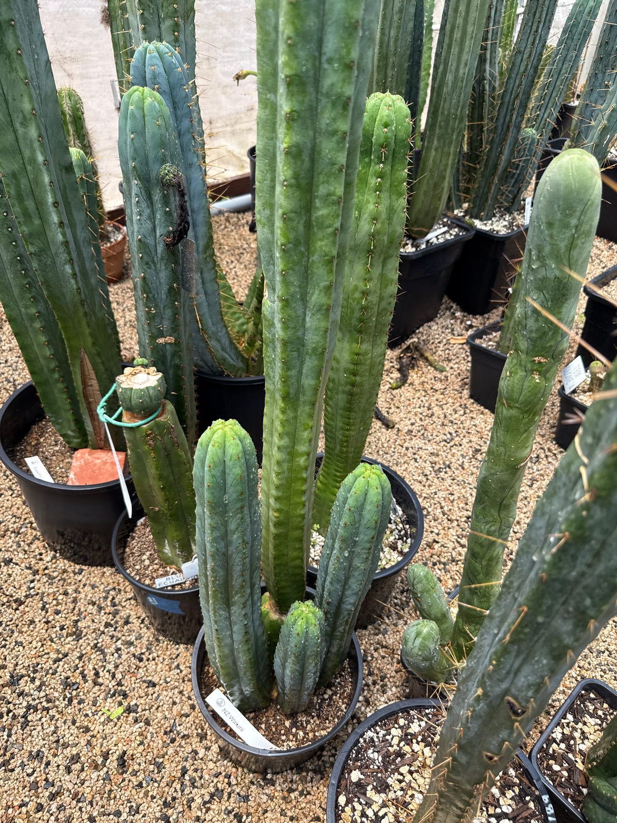 Waiuni 'NZ" (Cuttings)