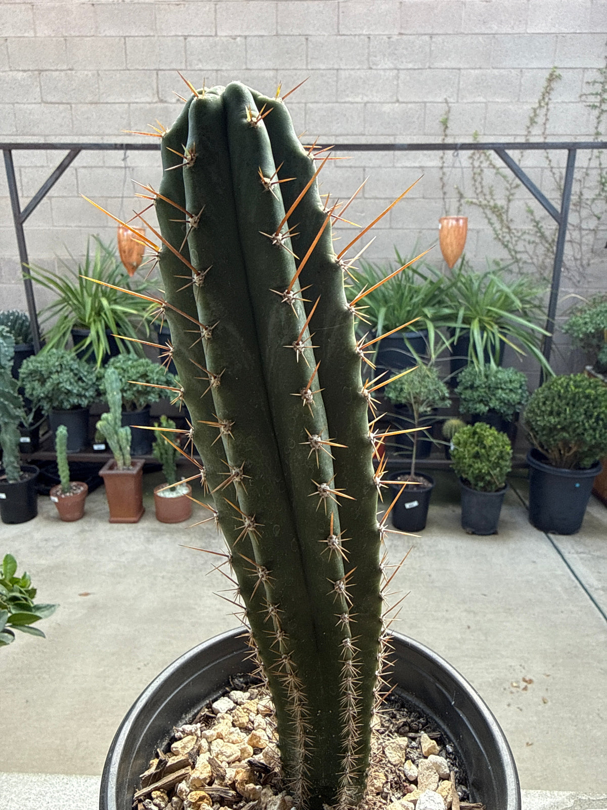 Echinopsis ‘Althea’ × ‘Vari Thai’ Variegated Cactus