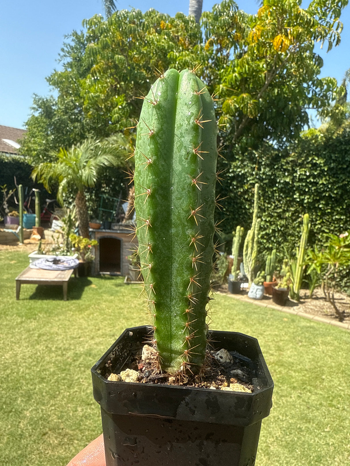 SS02 x OGUN (Grafts)