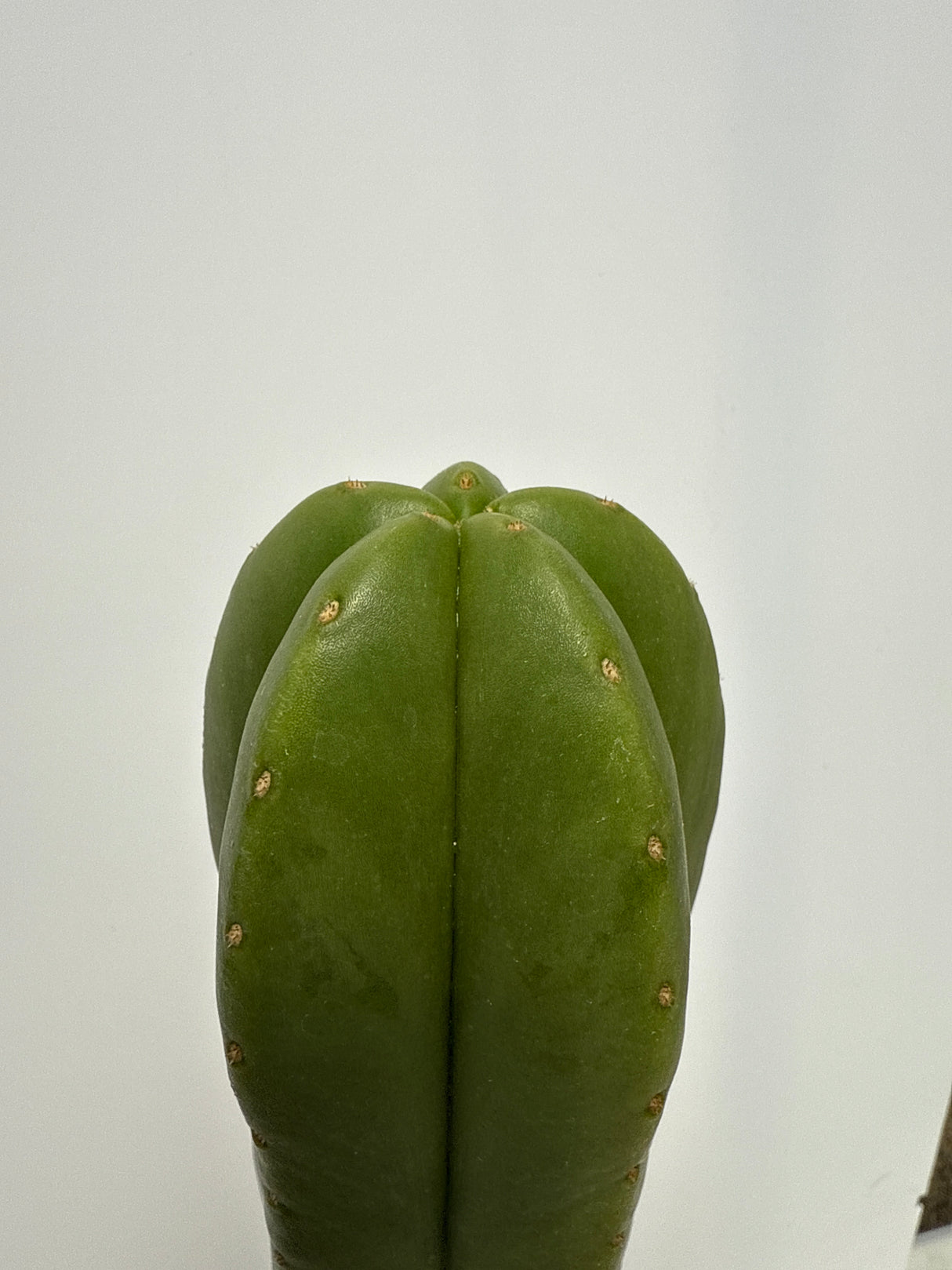 Noid Scop (Rooted Plants)