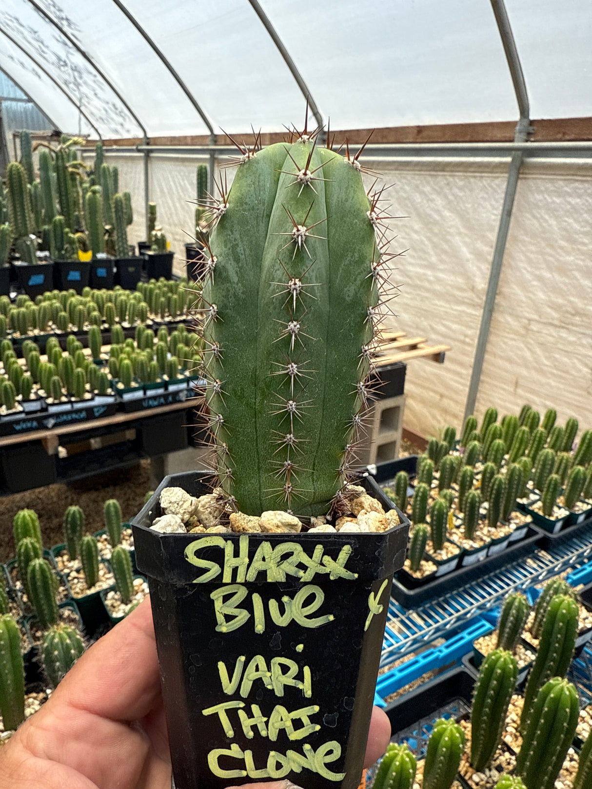 Sharxx Blue x Vari Thai Clone